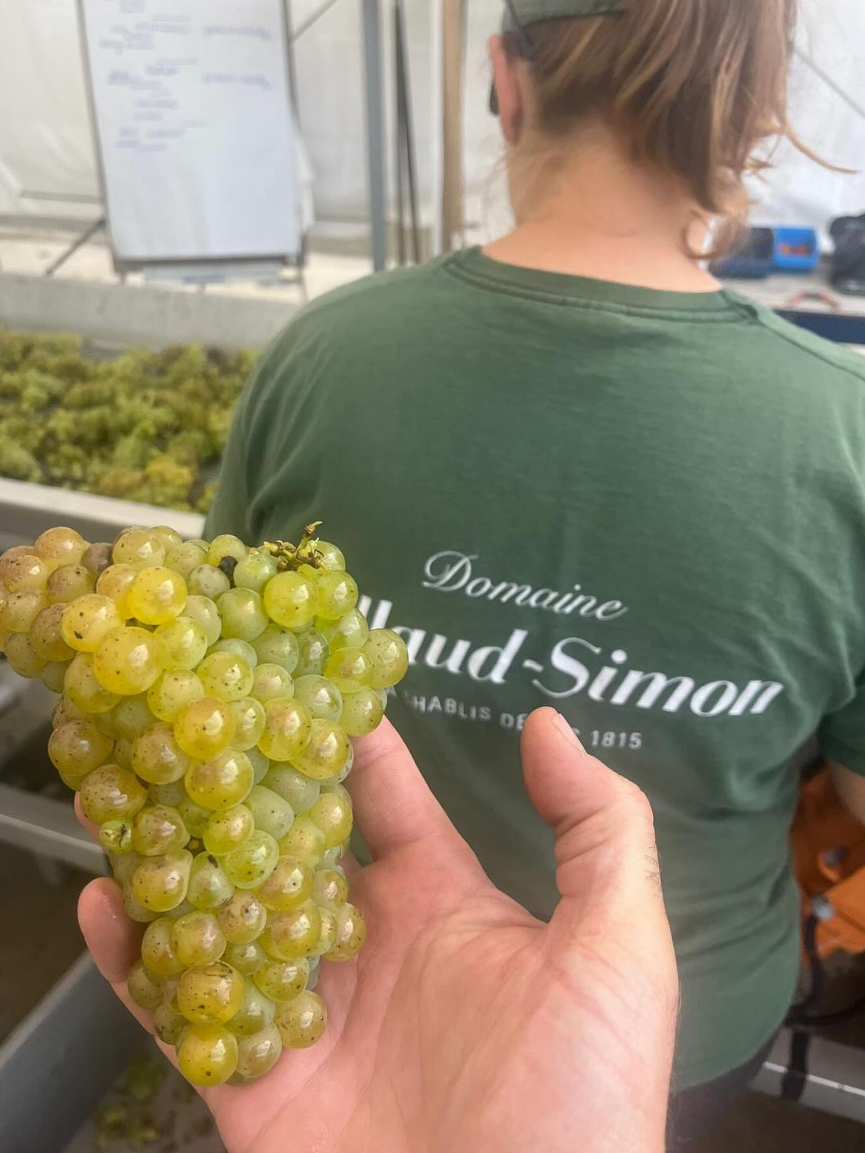 rượu vang domaine billaud-simon chablis 2019