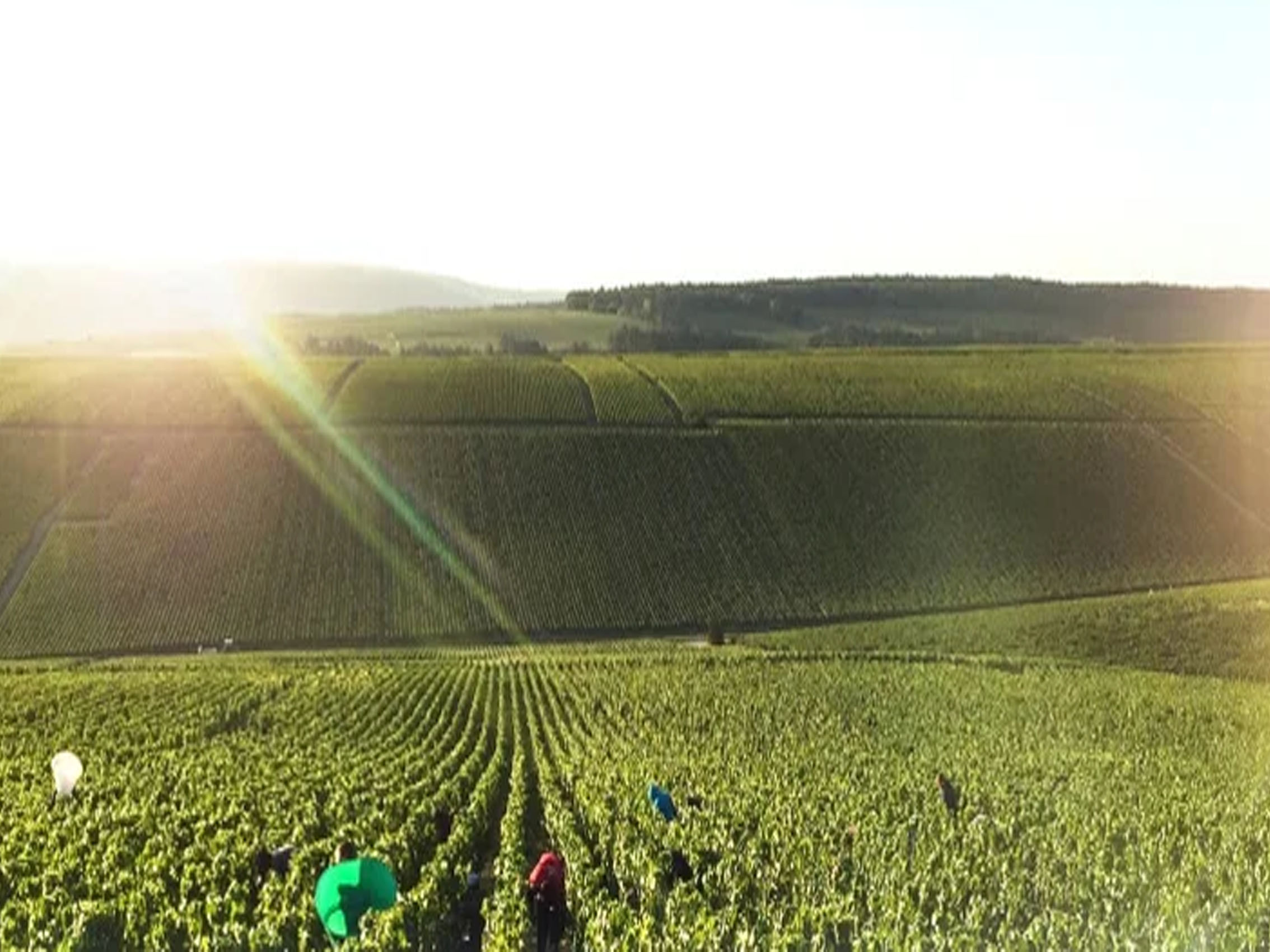 rượu vang domaine billaud-simon chablis 2019