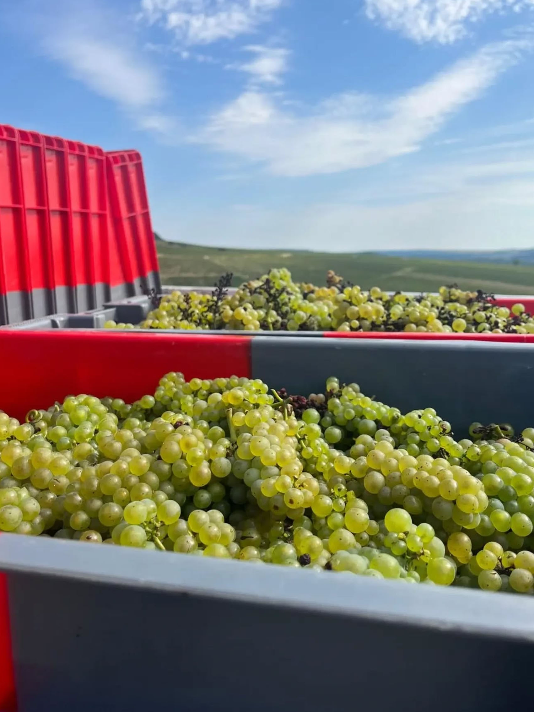 rượu vang domaine billaud-simon chablis 2021