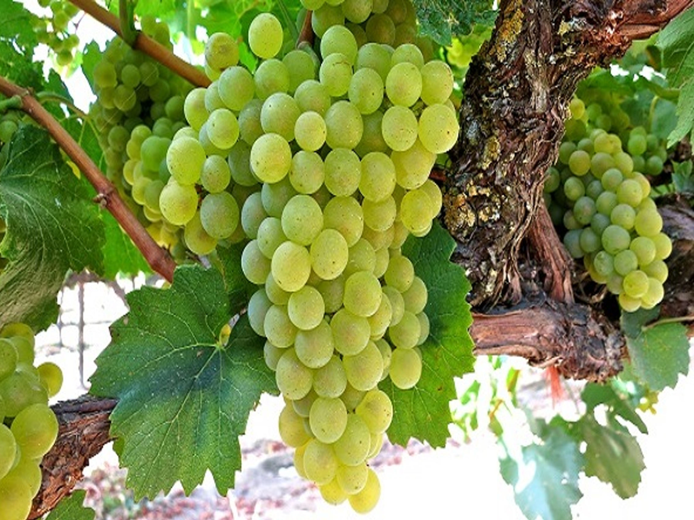 rượu vang domaine billaud-simon chablis premier cru les clos 2018