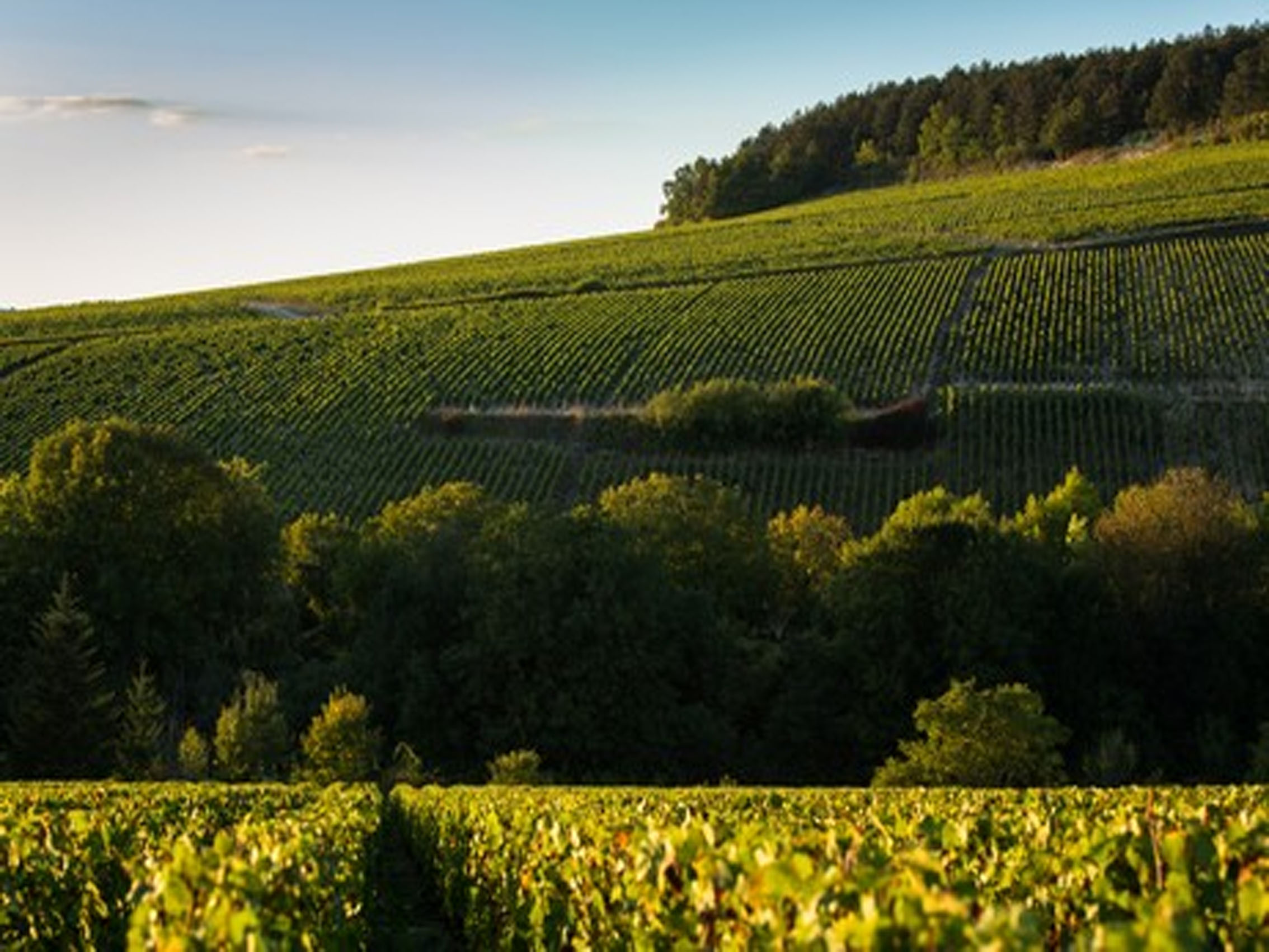 rượu vang domaine billaud-simon chablis premier cru les clos 2018