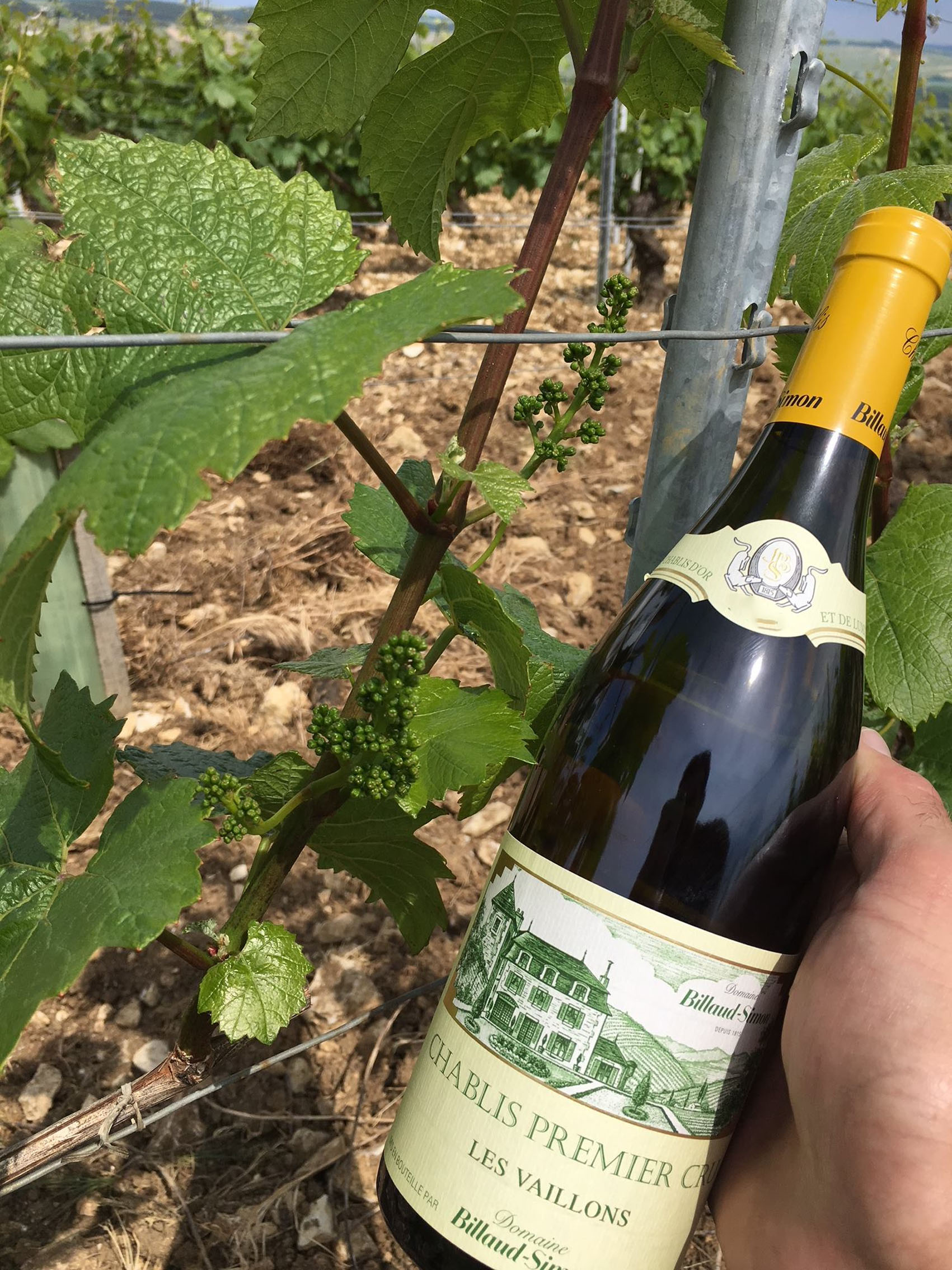 rượu vang domaine billaud-simon chablis premier cru les vaillons 2018