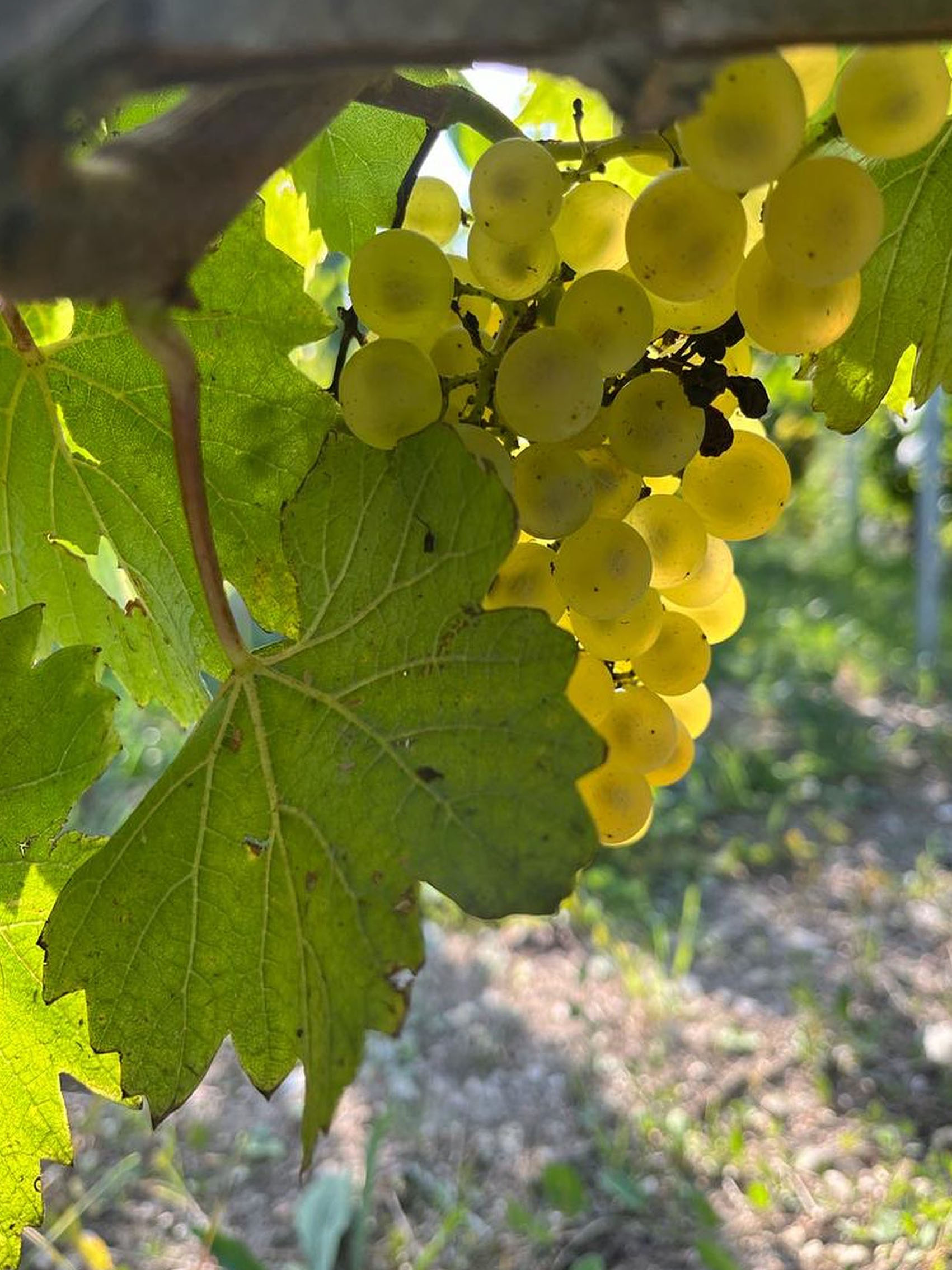 rượu vang domaine billaud-simon chablis premier cru les vaillons 2018