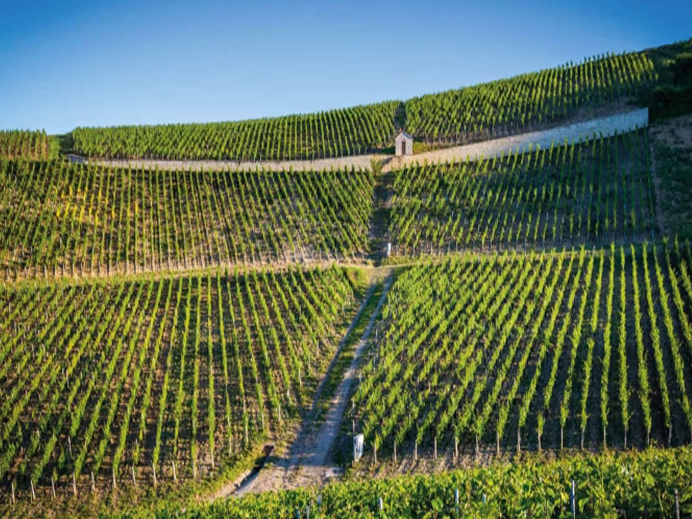 rượu vang domaine billaud-simon chablis premier cru les vaillons 2019