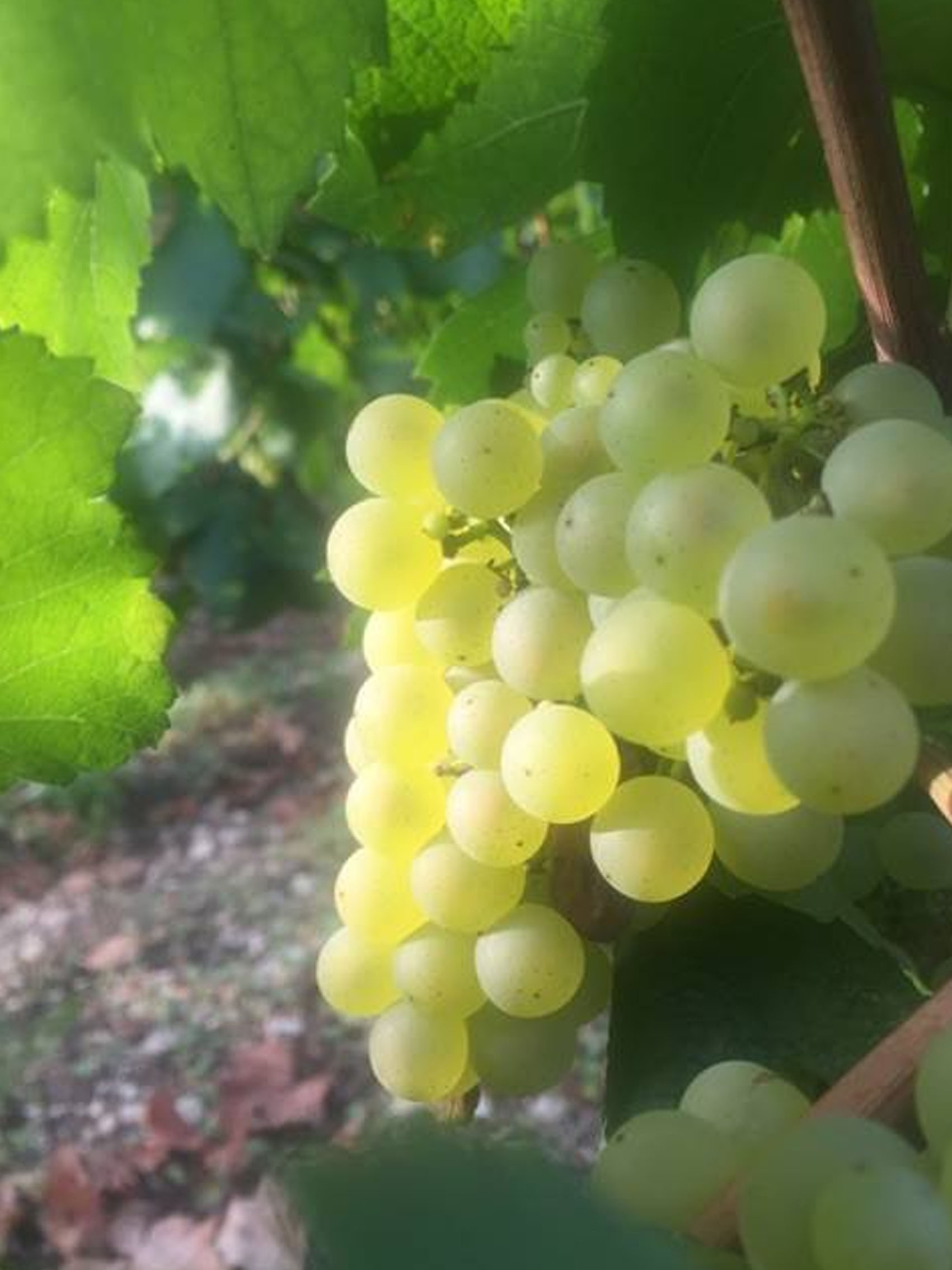 rượu vang domaine billaud-simon chablis premier cru les vaillons 2021