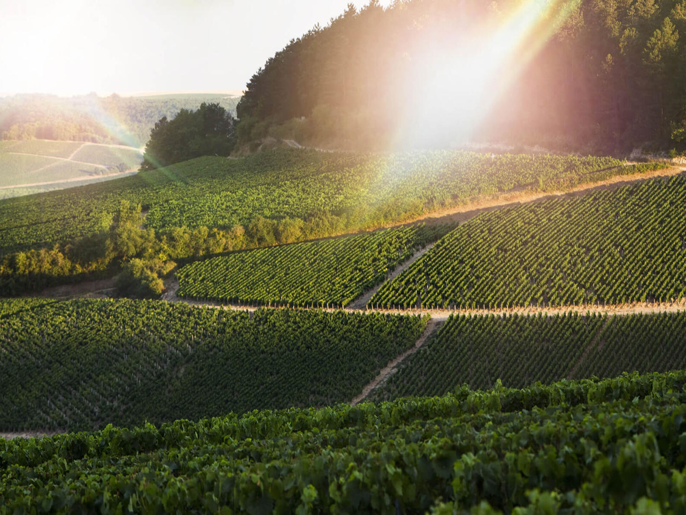 rượu vang domaine billaud-simon chablis premier cru les vaillons 2021