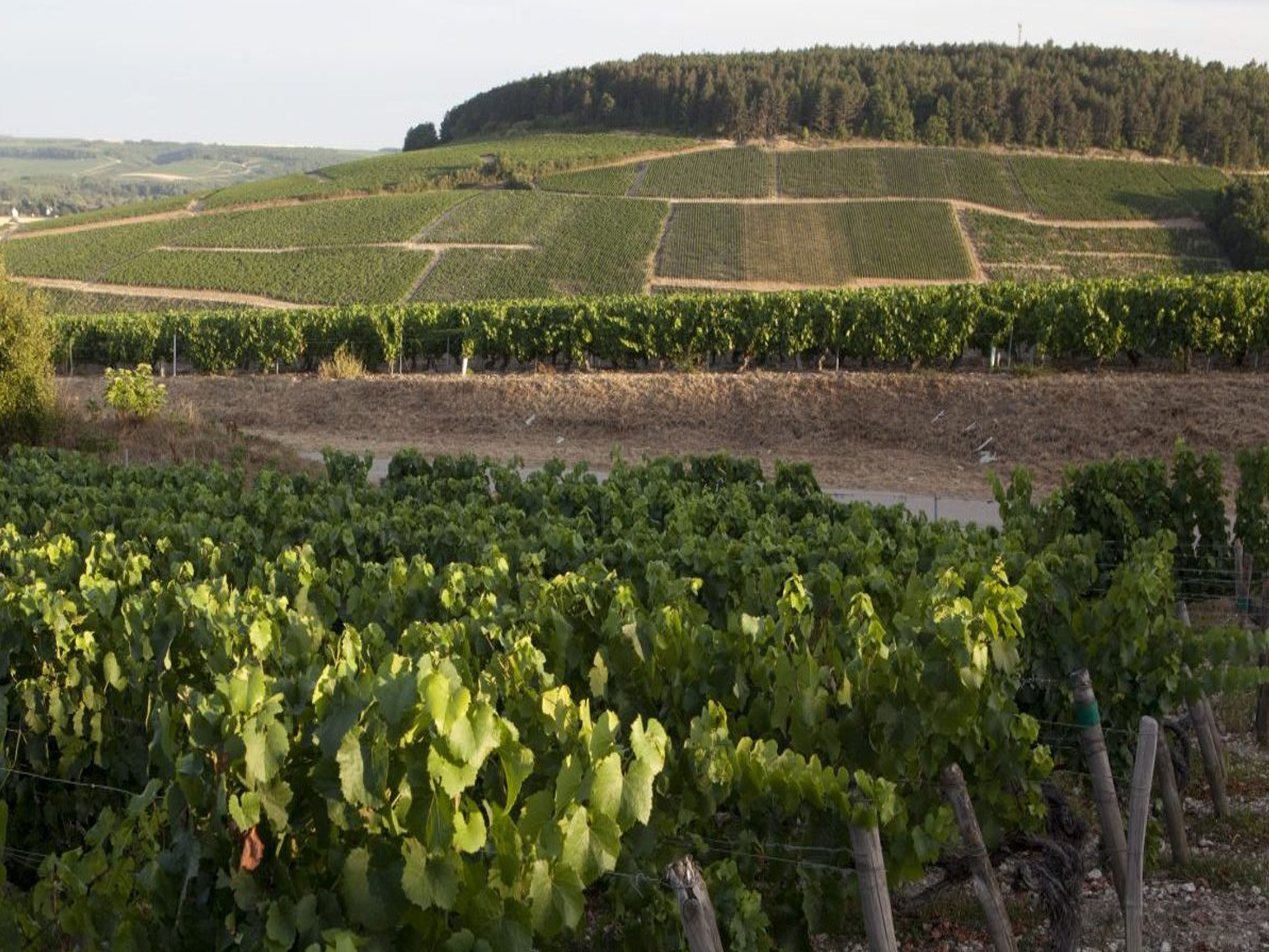 rượu vang domaine billaud-simon chablis premier cru monteé de tonnerre 2018