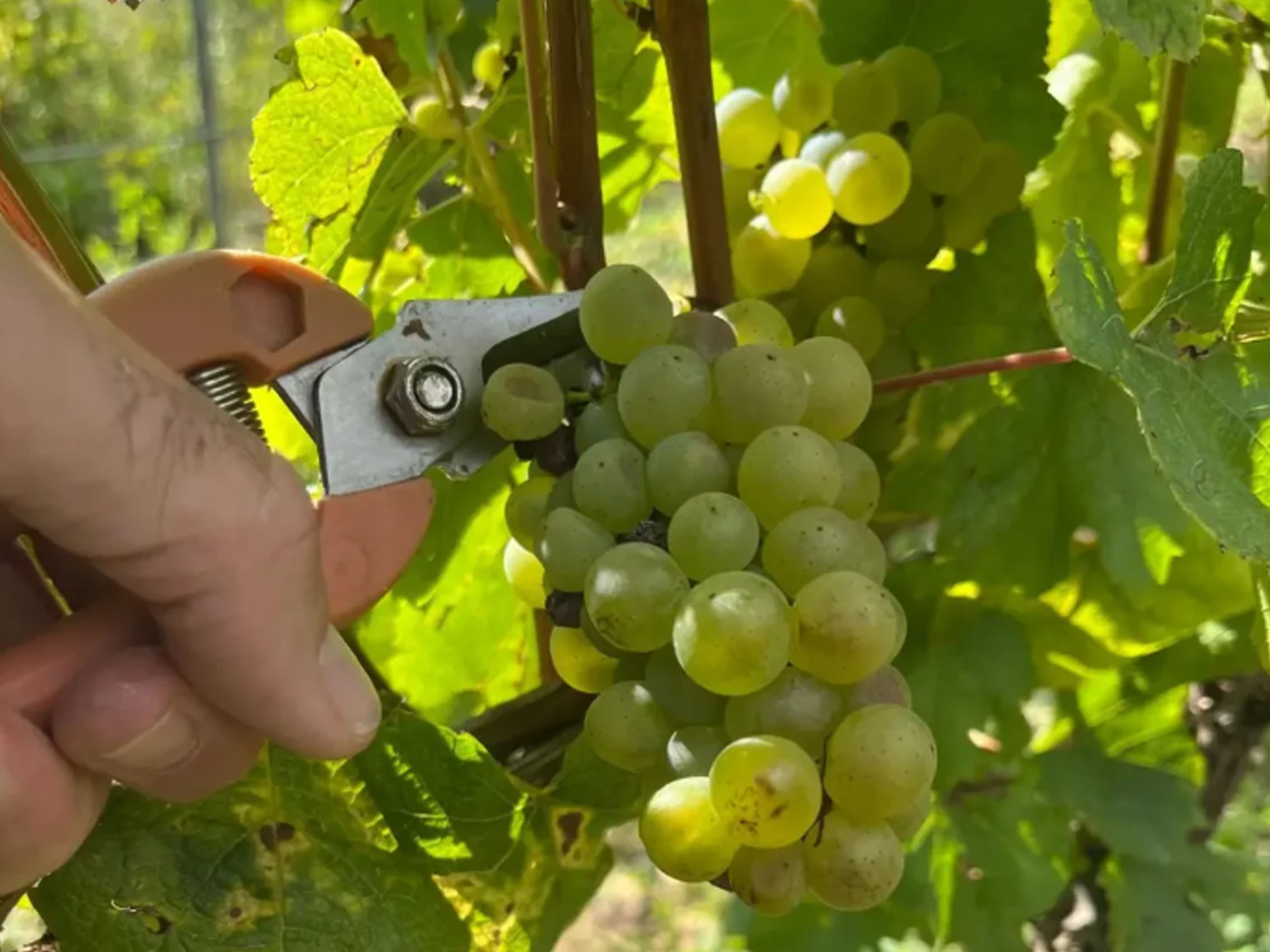 rượu vang domaine billaud-simon chablis premier cru monteé de tonnerre 2019