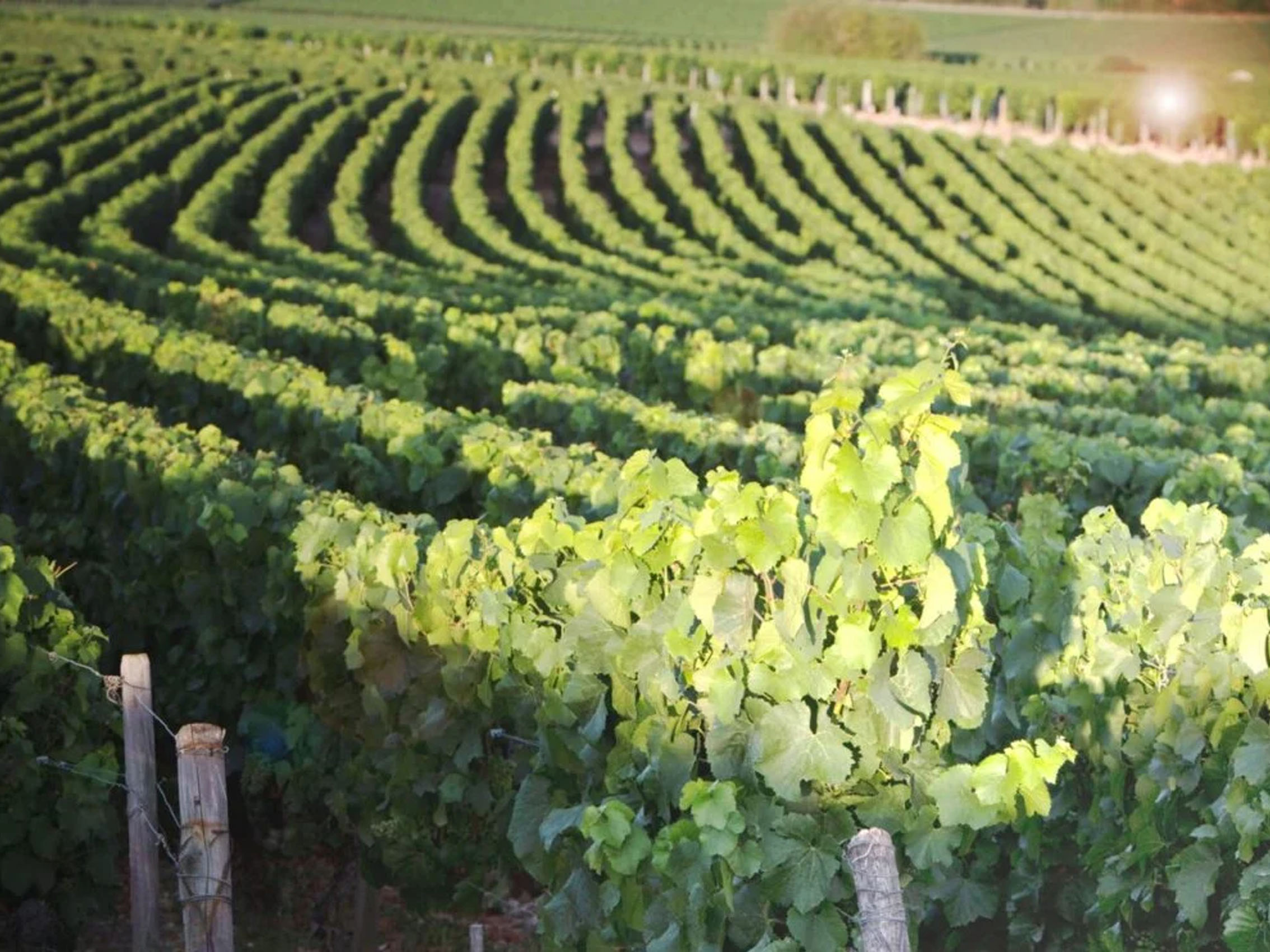 rượu vang domaine billaud-simon chablis premier cru monteé de tonnerre 2021