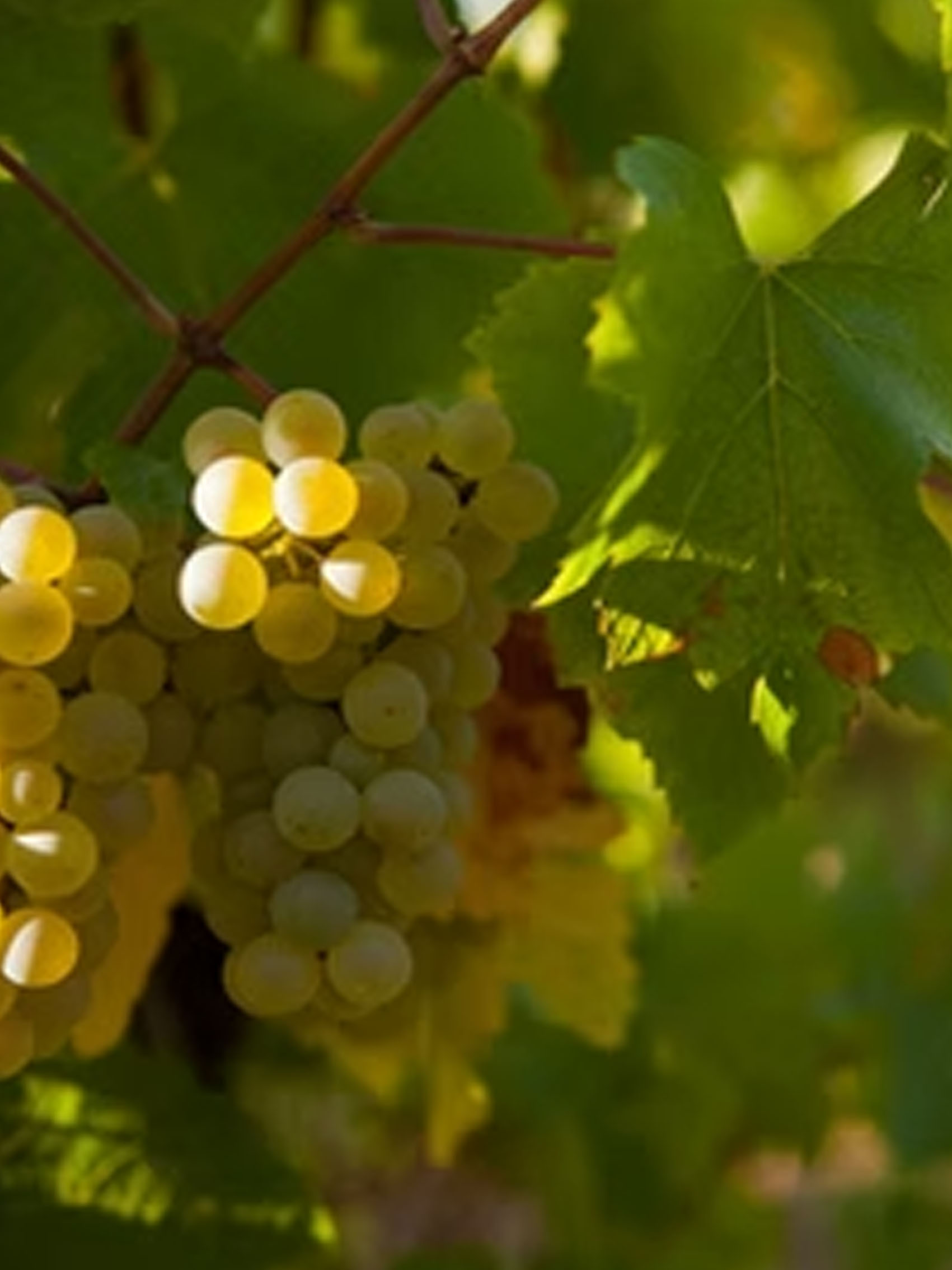 rượu vang domaine billaud-simon petit chablis