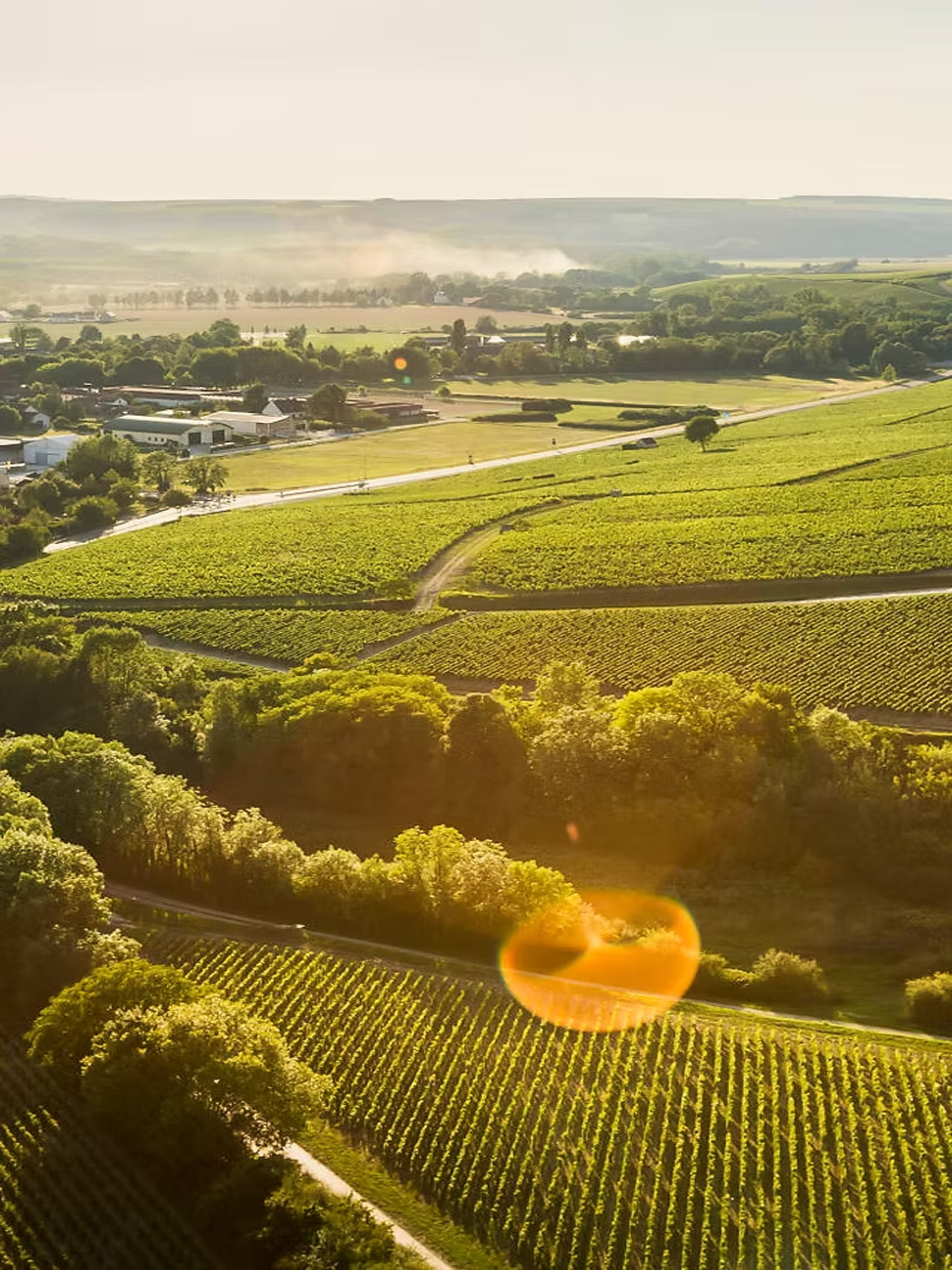 rượu vang domaine billaud-simon petit chablis