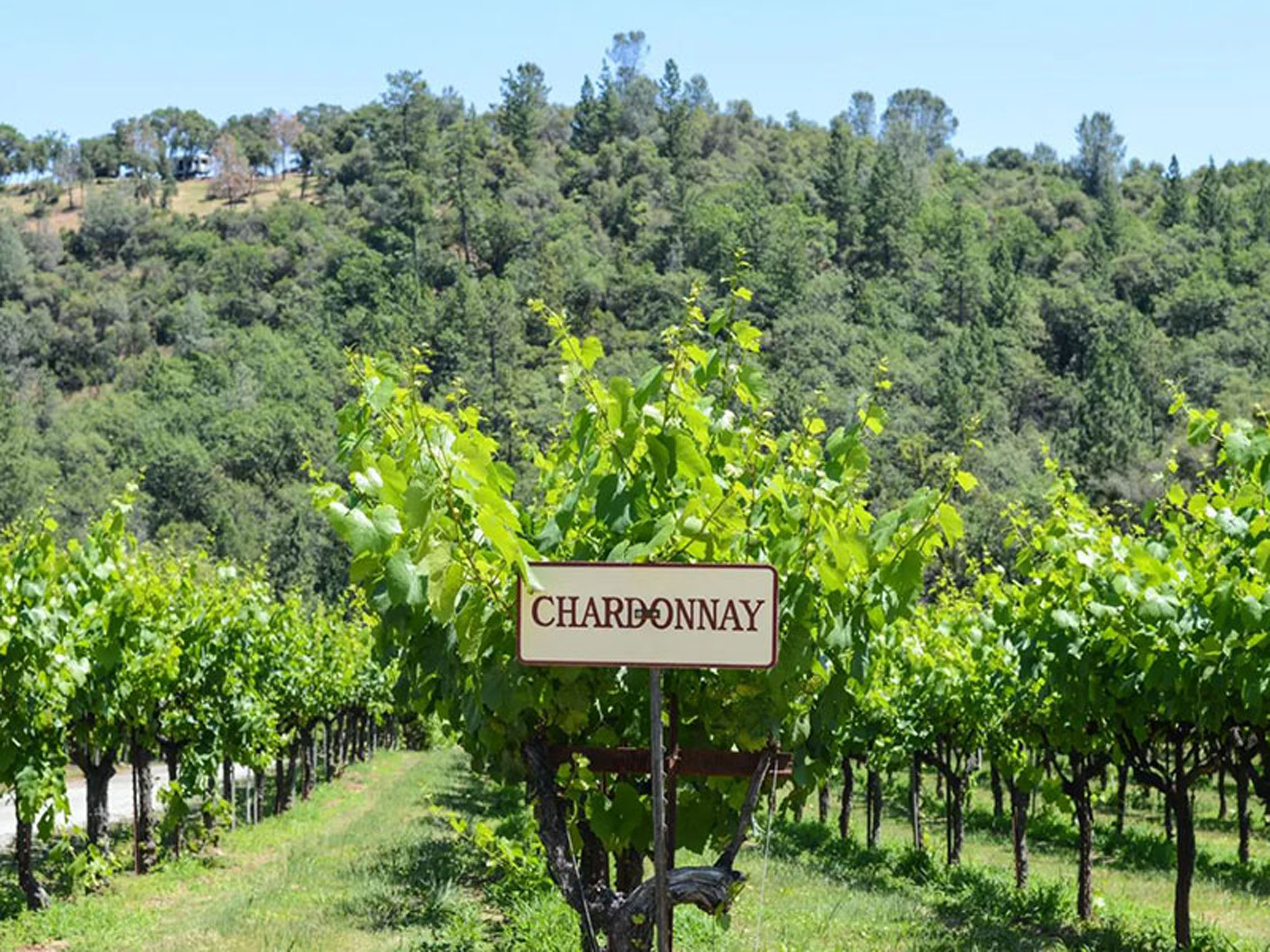 rượu vang domaine faiveley bâtard montrachet grand cru