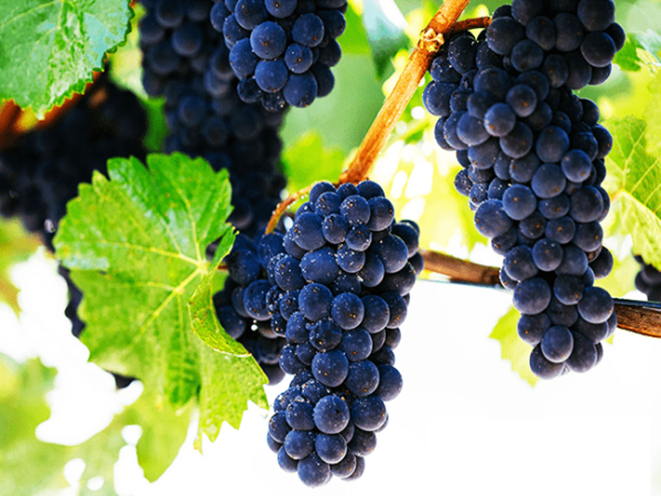 rượu vang domaine faiveley beaune 1er cru clos de l'ecu monopole