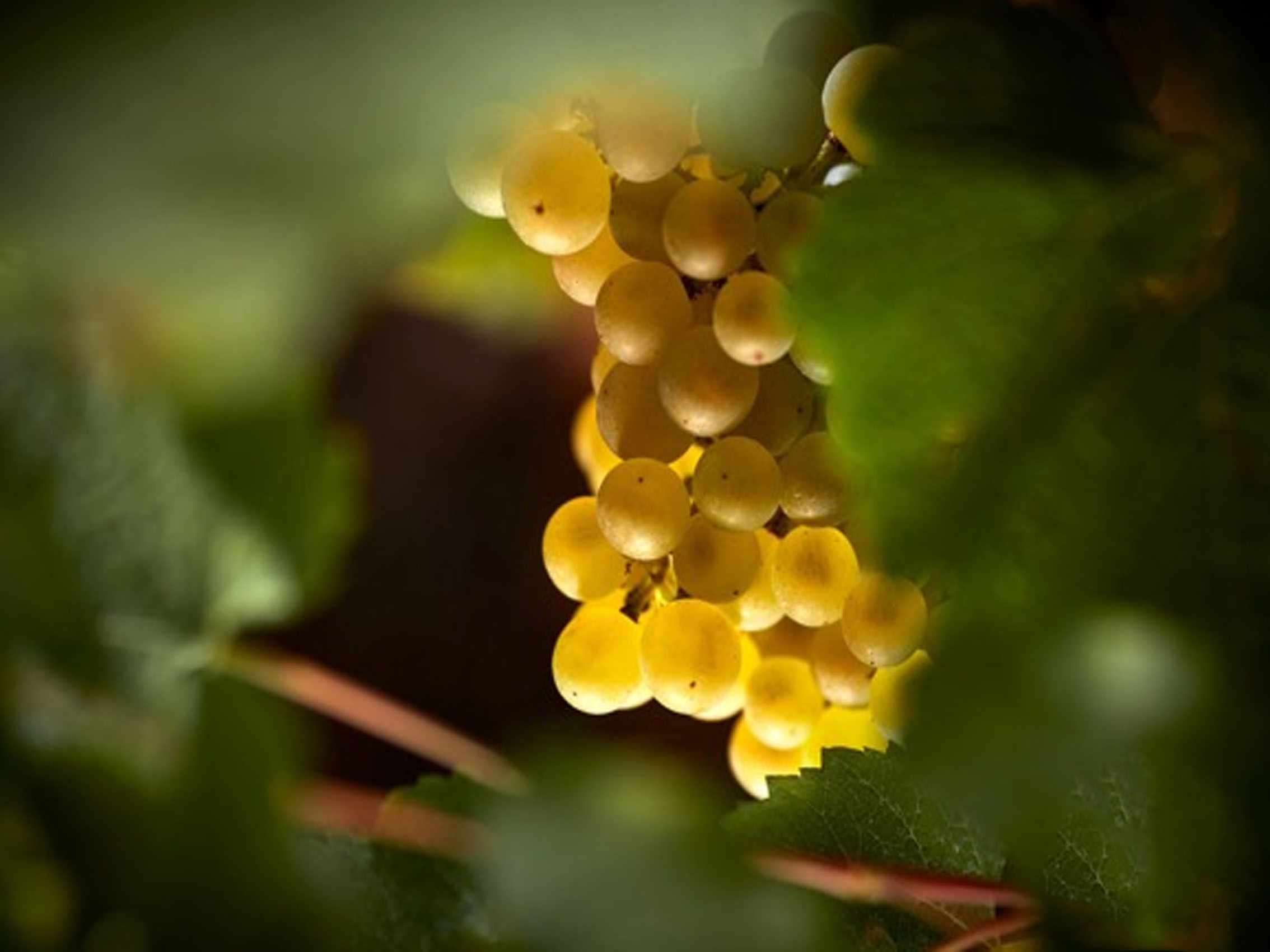 rượu vang domaine faiveley bienvenues bâtard montrachet grand cru