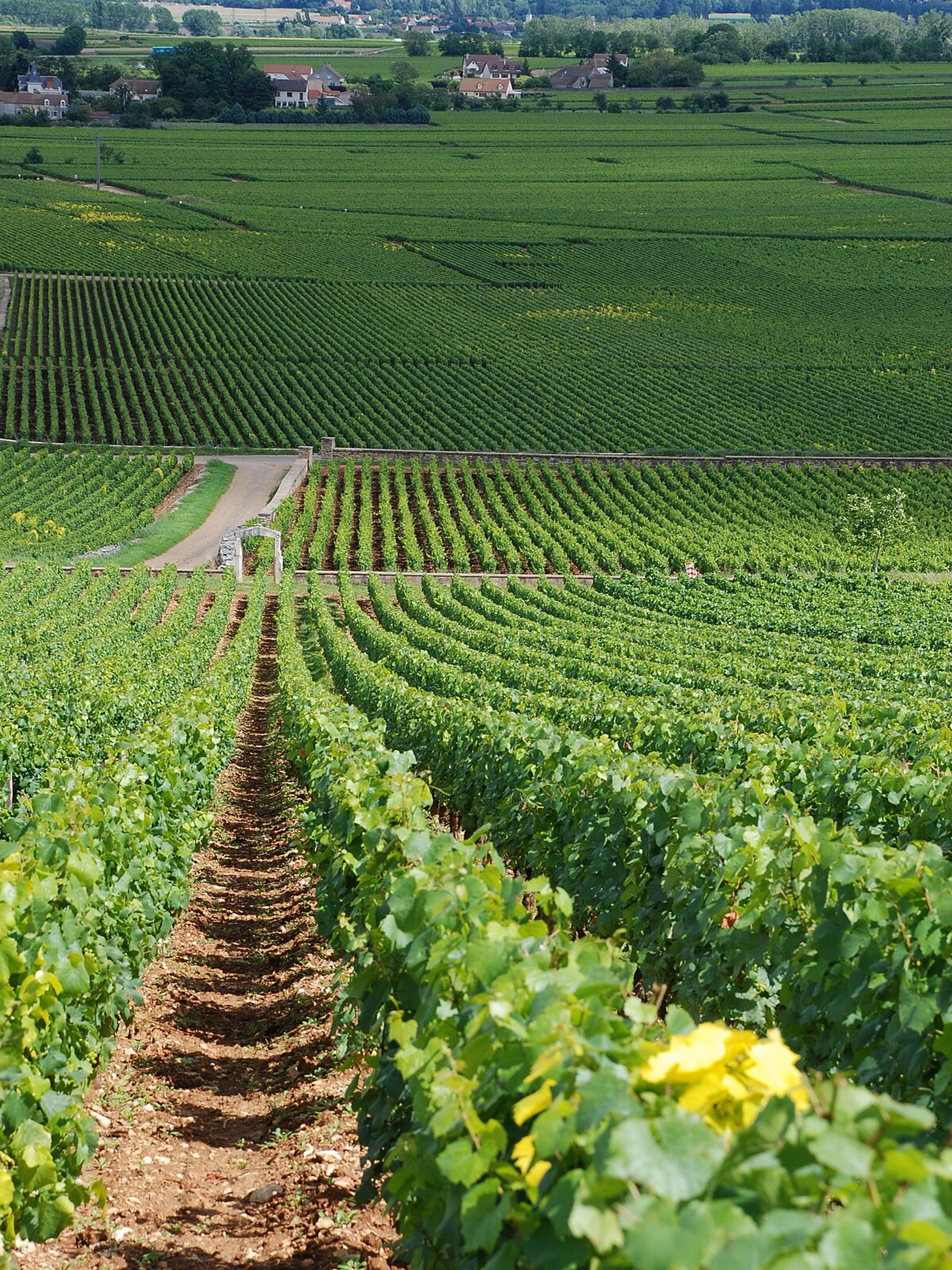 rượu vang domaine faiveley bienvenues bâtard montrachet grand cru