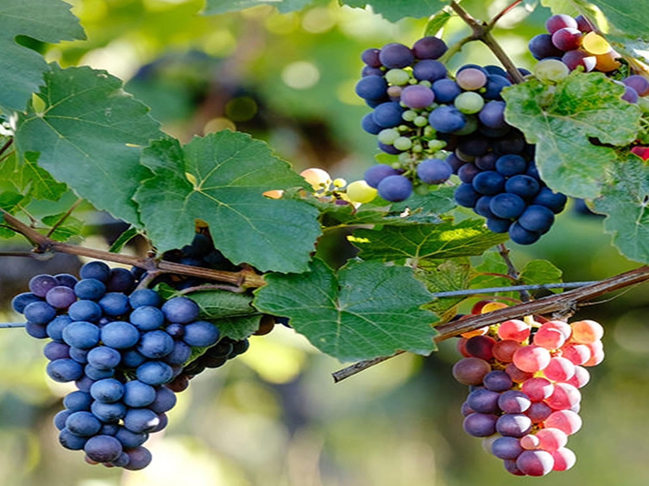 rượu vang domaine faiveley chambertin-clos de bèze grand cru 2003