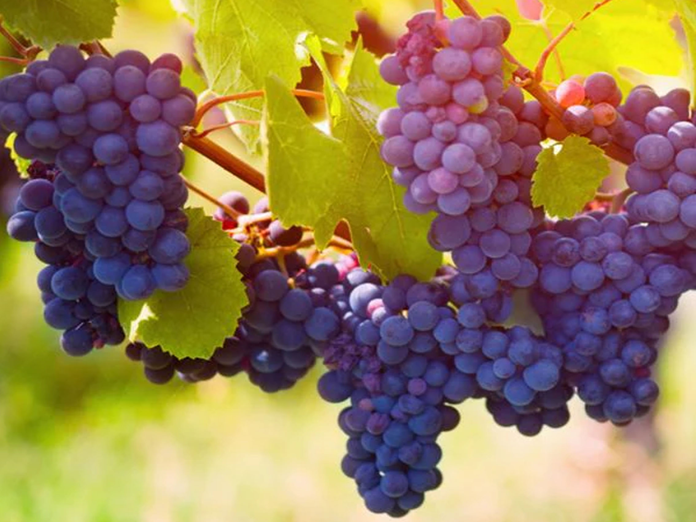 rượu vang domaine faiveley chambertin-clos de bèze grand cru 2020