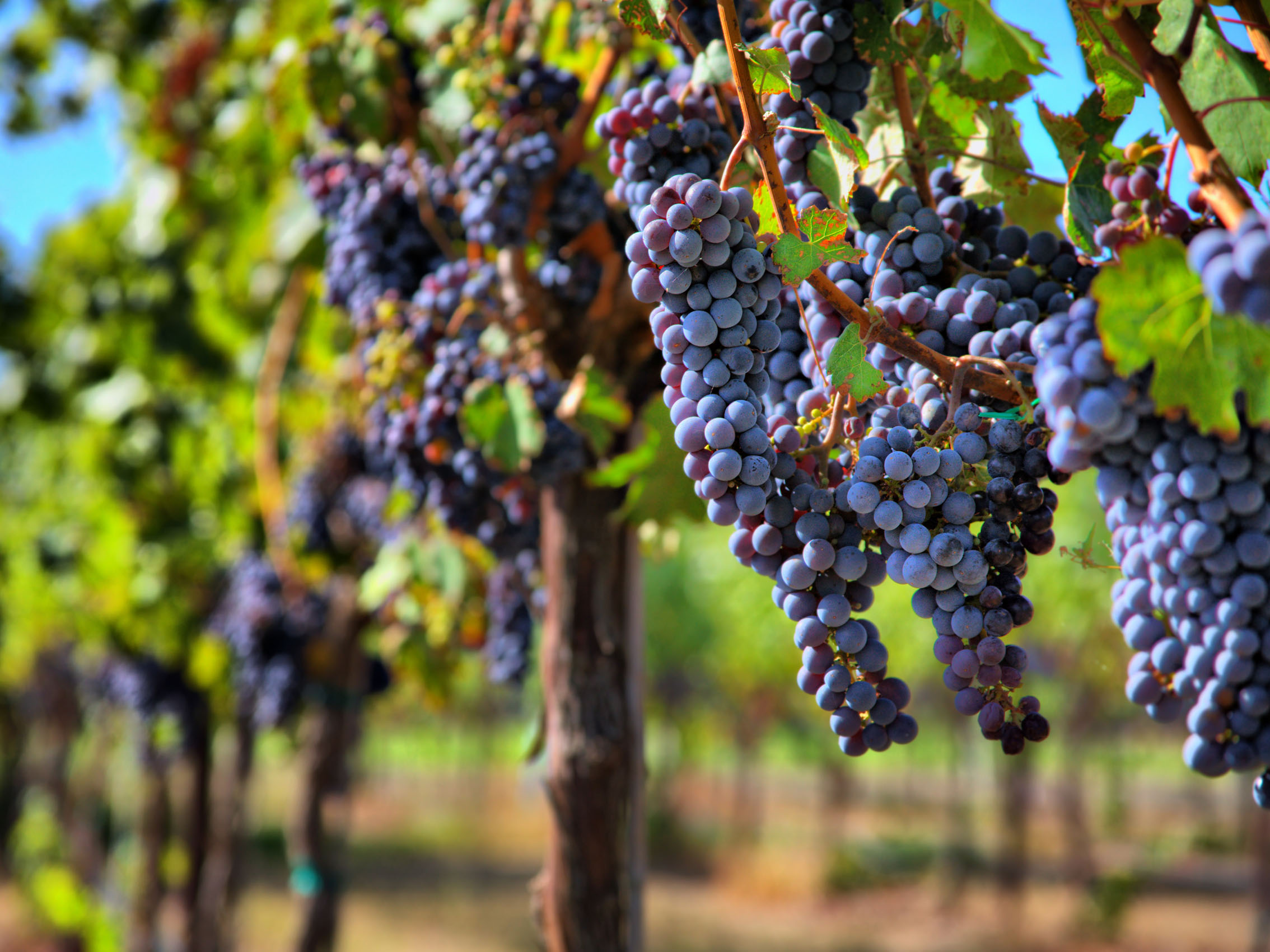 rượu vang domaine faiveley chambolle musigny premier cru la combe d'orveau