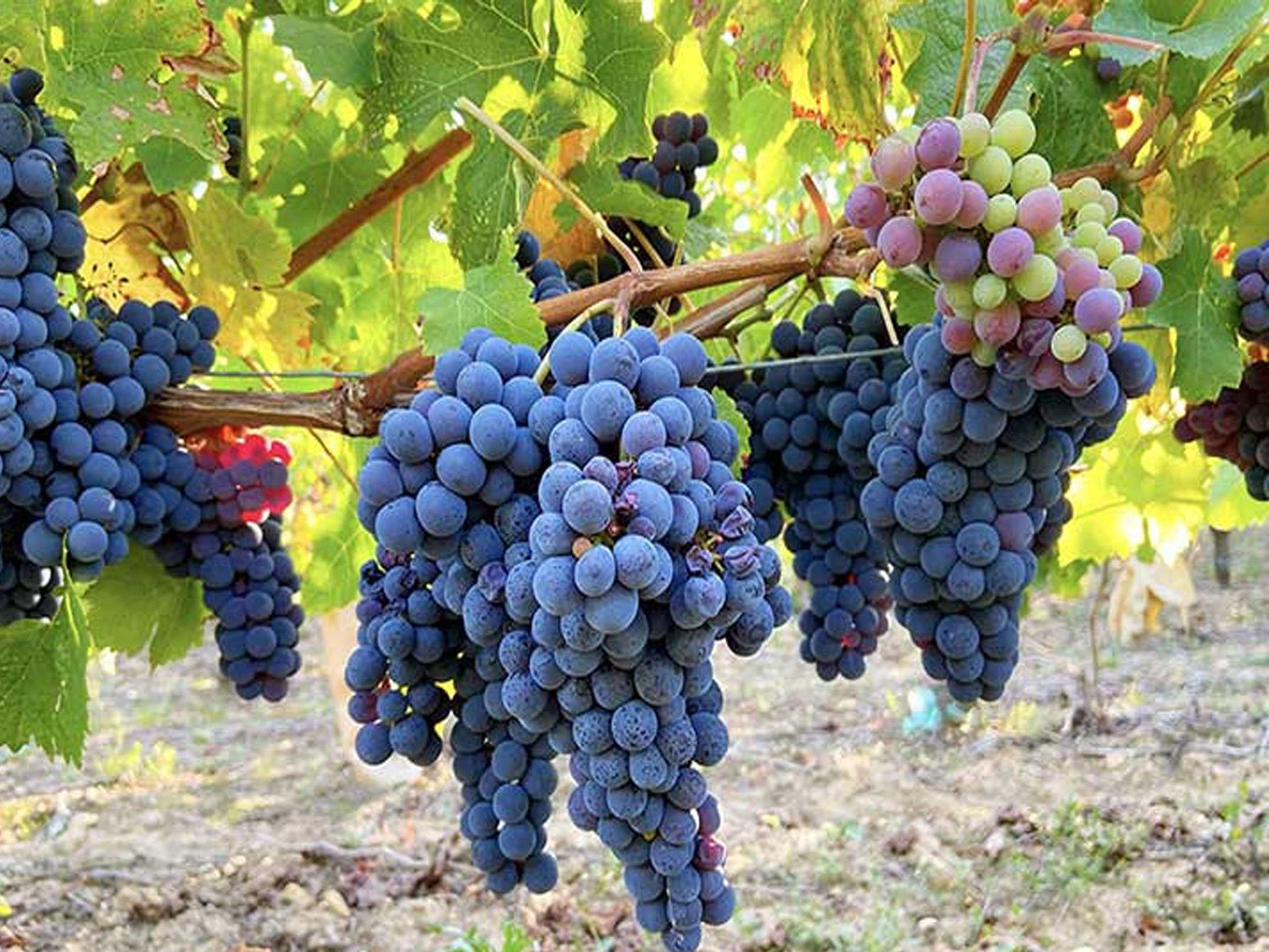 rượu vang domaine faiveley chambolle musigny premier cru les fuées