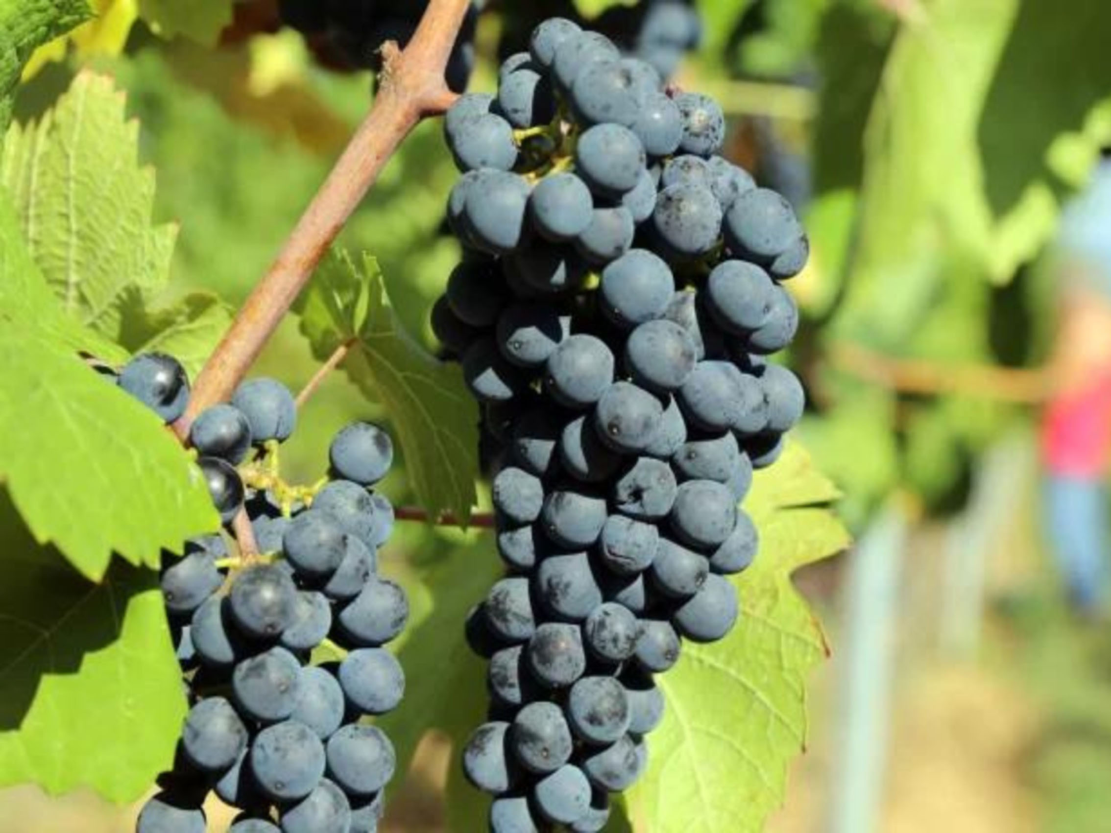 rượu vang domaine faiveley clos-de-vougeot grand cru 2009