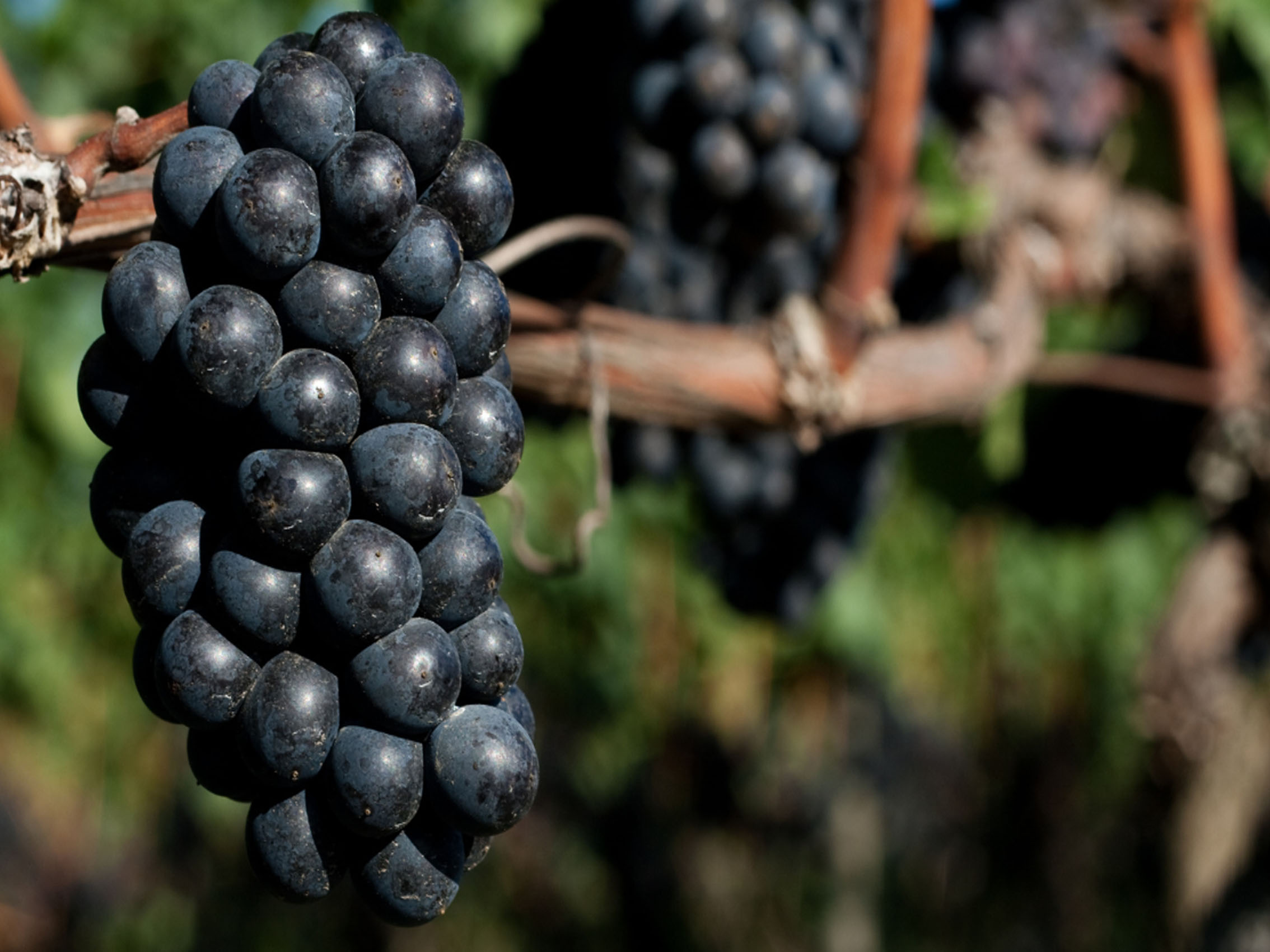 rượu vang domaine faiveley clos-de-vougeot grand cru 2013