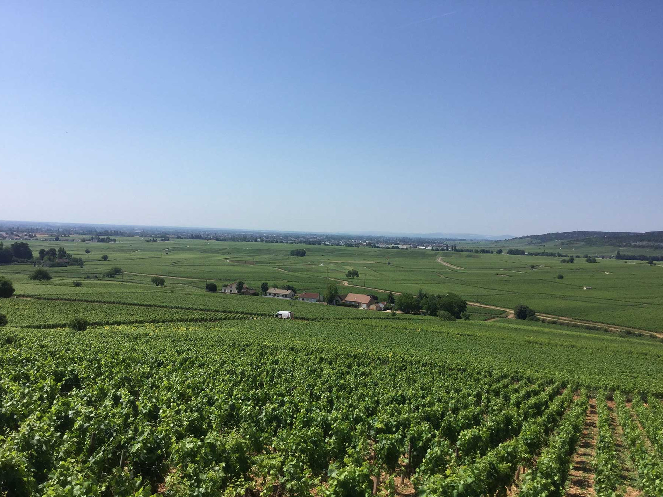 rượu vang domaine faiveley corton-charlemagne grand cru 2016