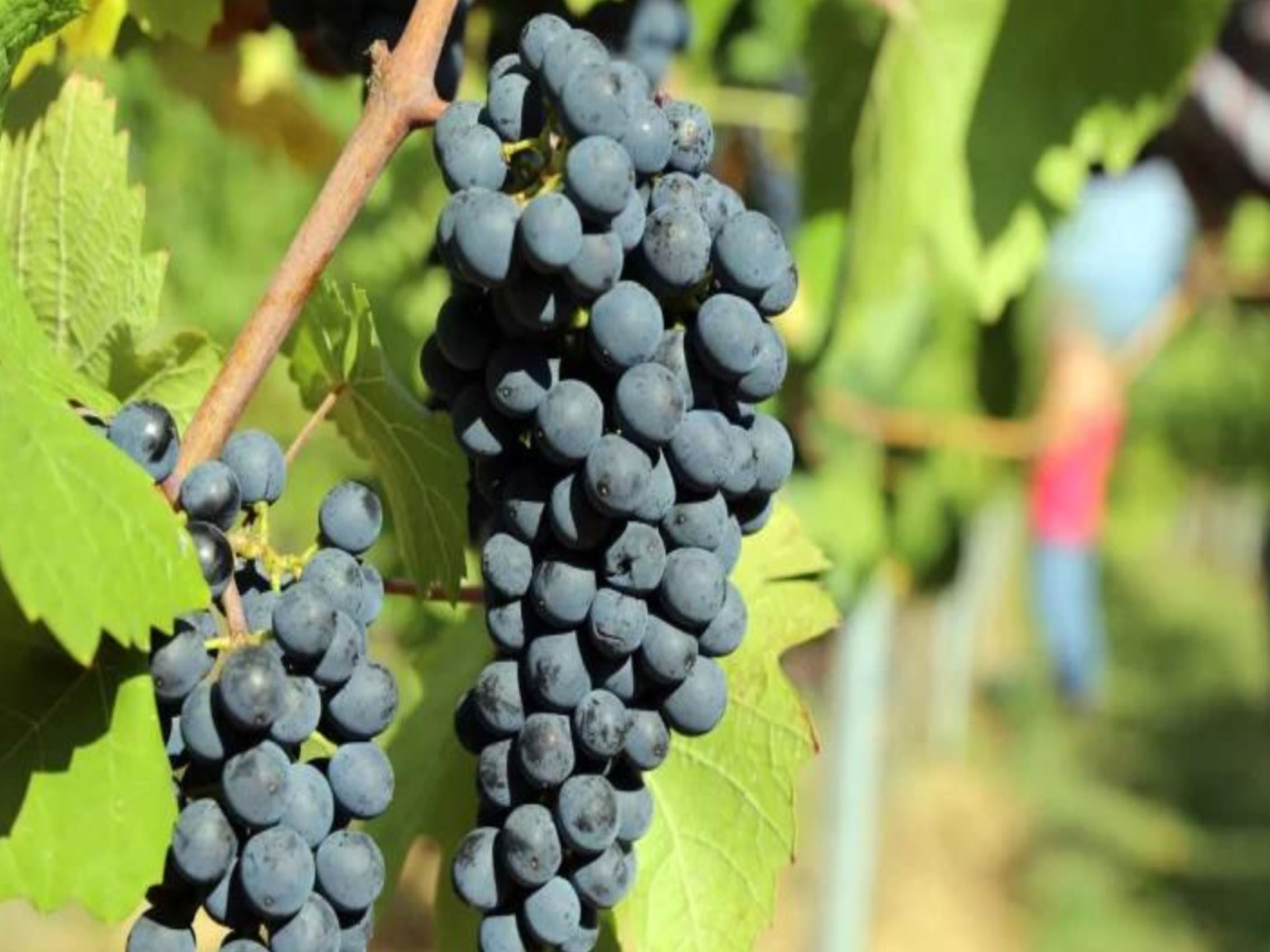 rượu vang domaine faiveley corton clos des cortons faiveley grand cru monopole 1999