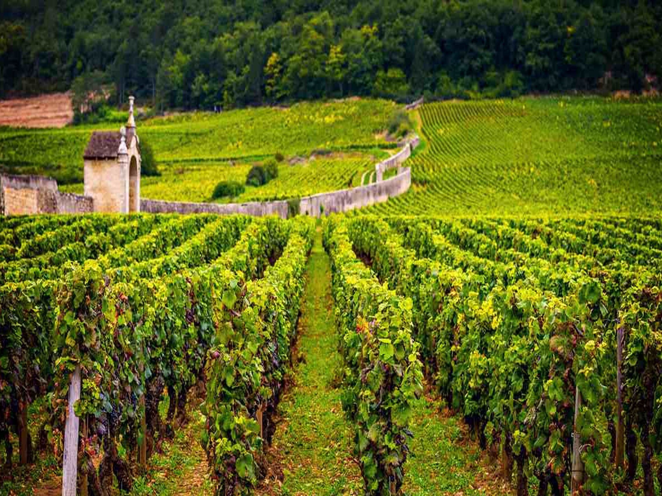 rượu vang domaine faiveley corton clos des cortons faiveley grand cru monopole 2014