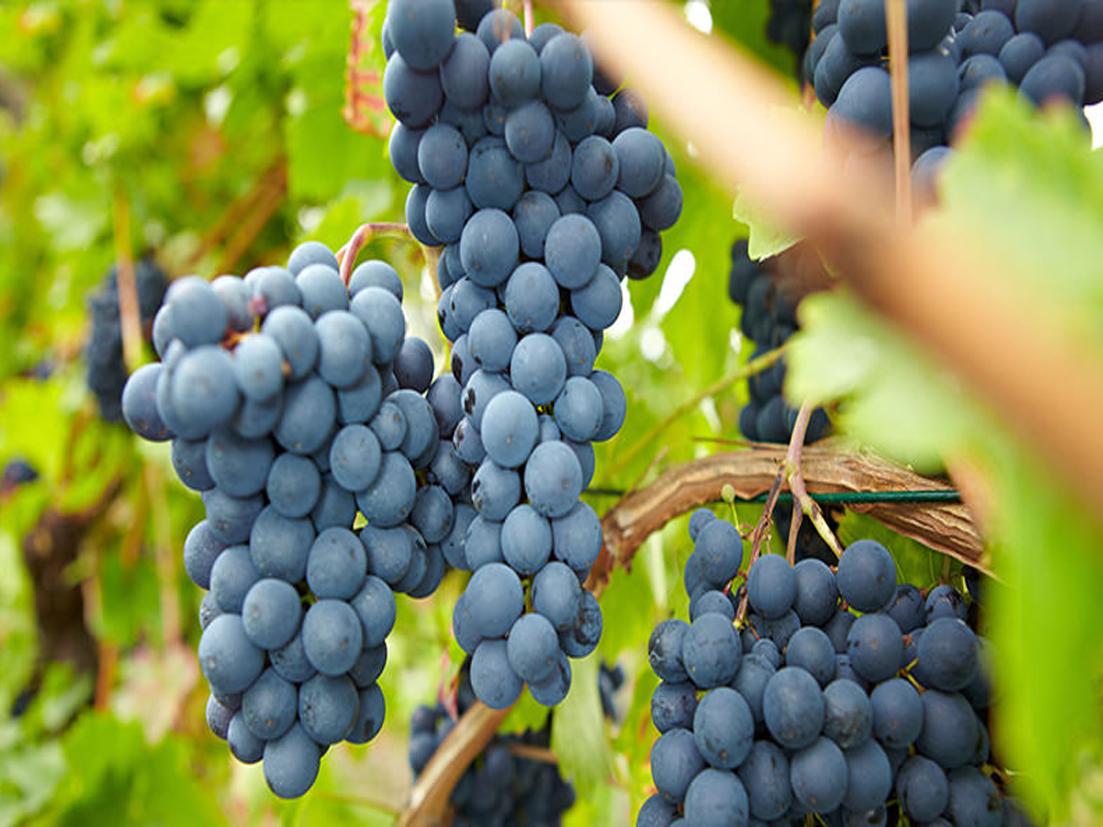 rượu vang domaine faiveley corton clos des cortons faiveley grand cru monopole 2014