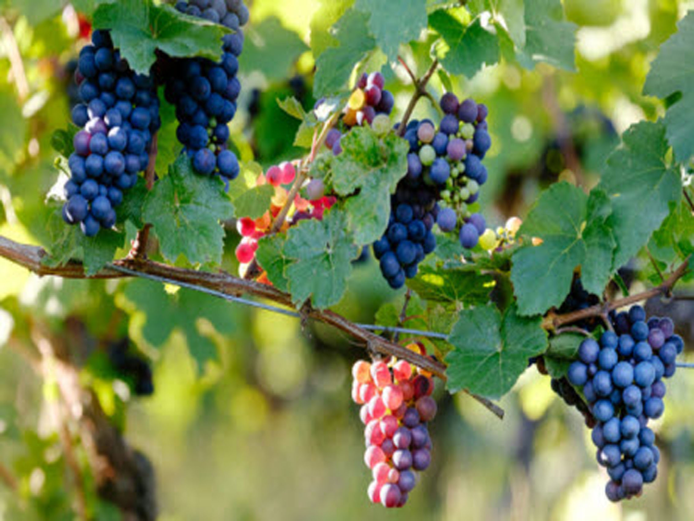 rượu vang domaine faiveley corton clos des cortons faiveley grand cru monopole 2016