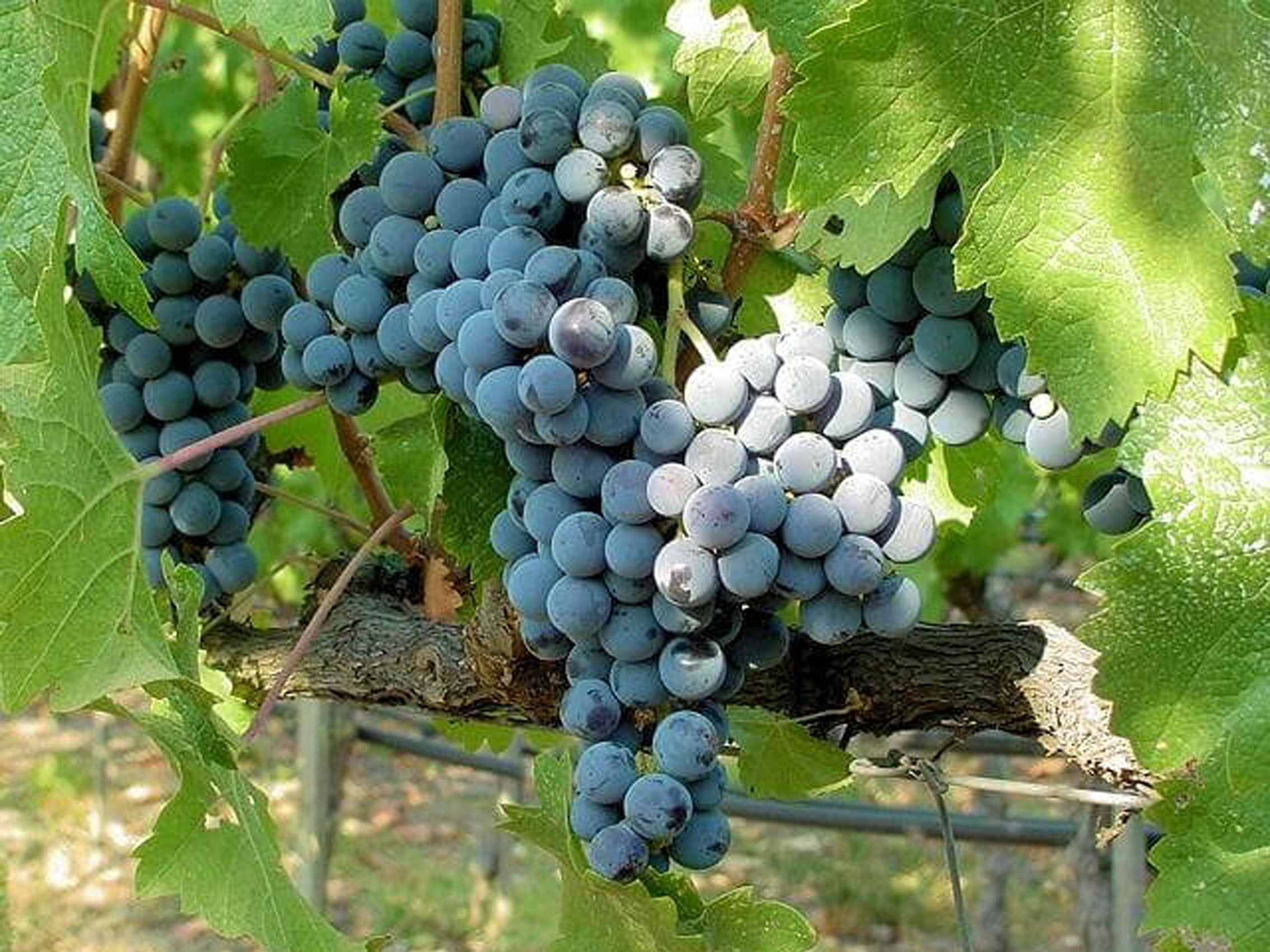 rượu vang domaine faiveley echezeaux en orveaux grand cru 2005