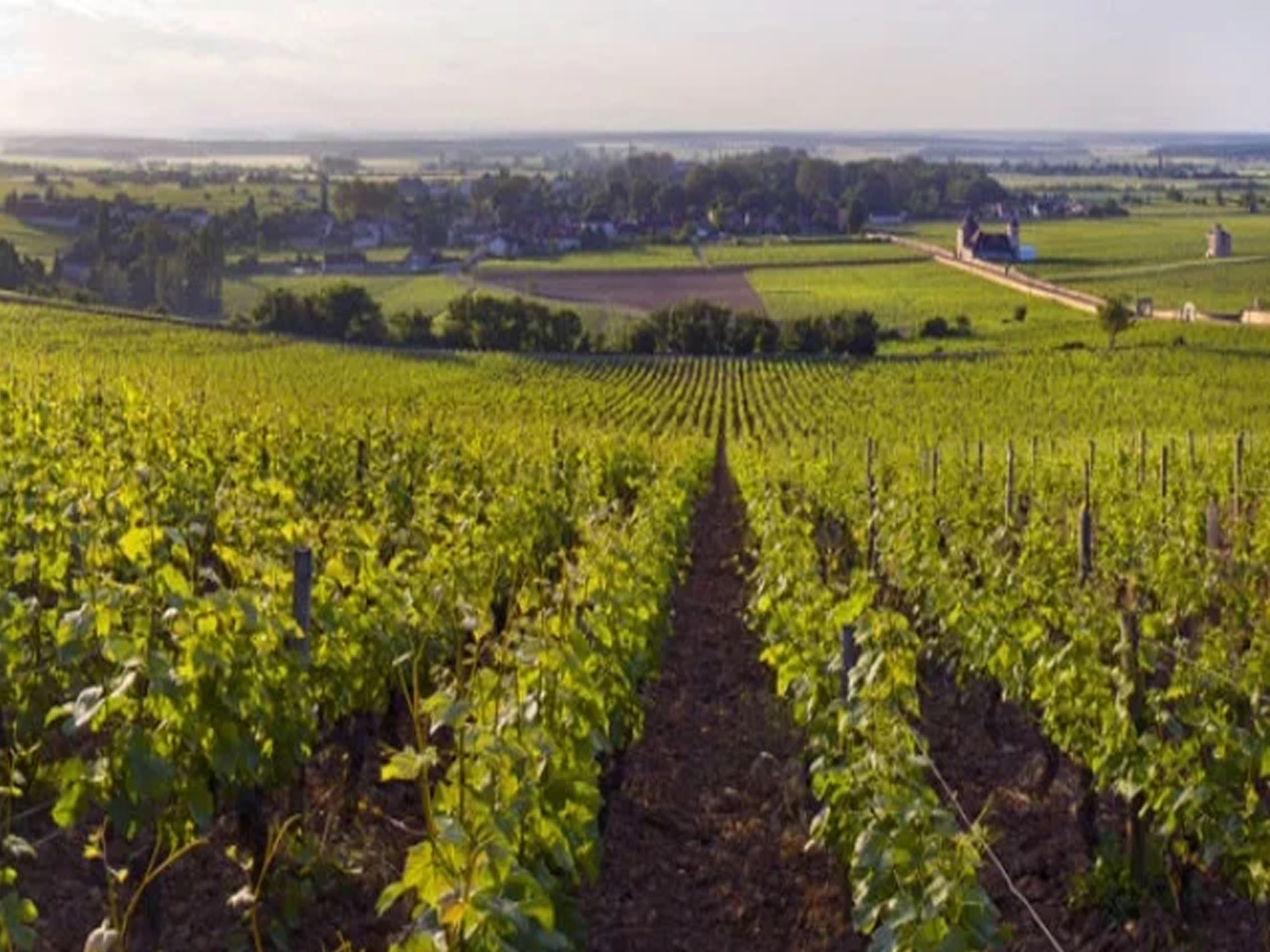 rượu vang domaine faiveley echezeaux en orveaux grand cru 2013