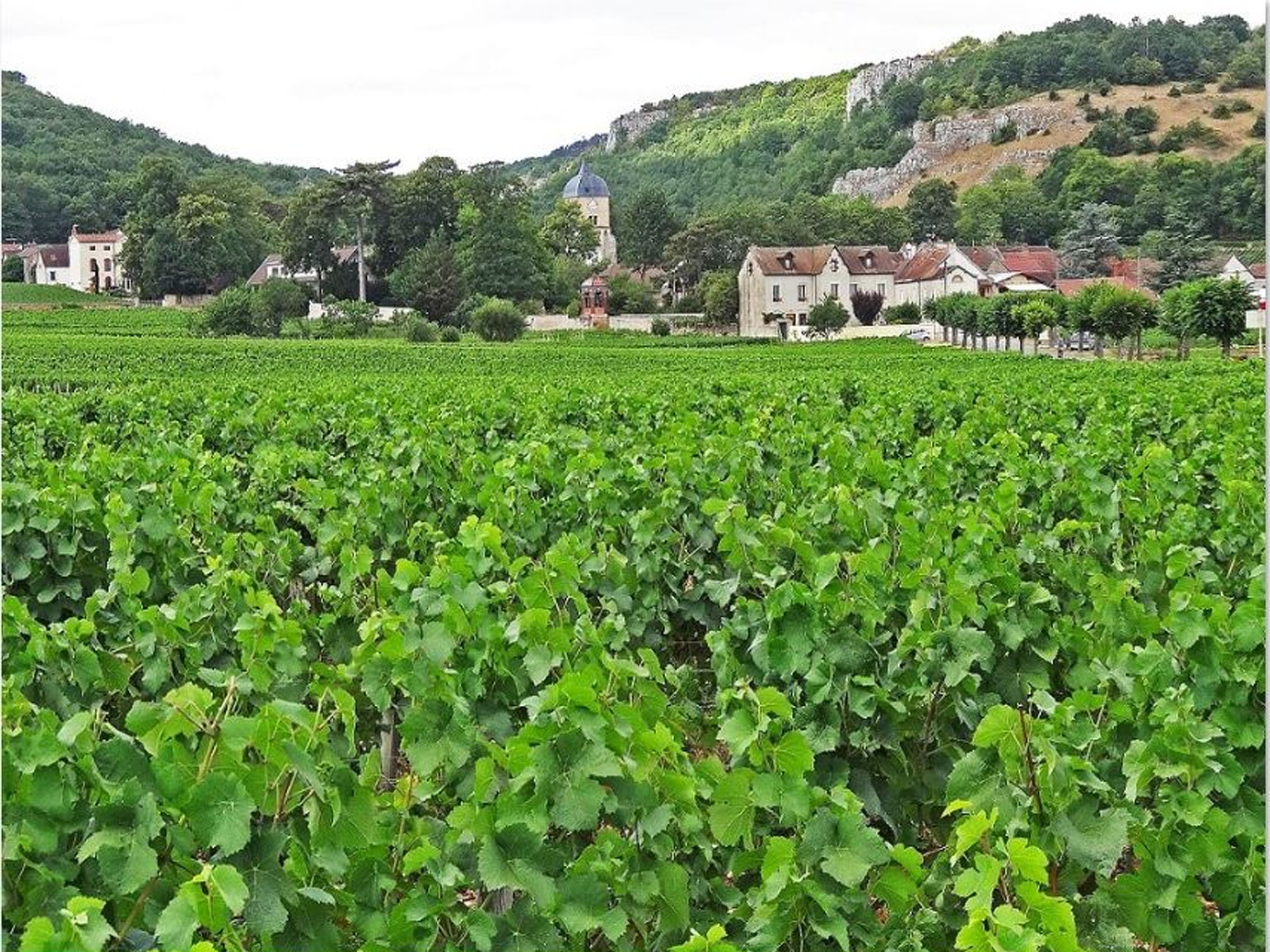 rượu vang domaine faiveley echezeaux en orveaux grand cru 2017