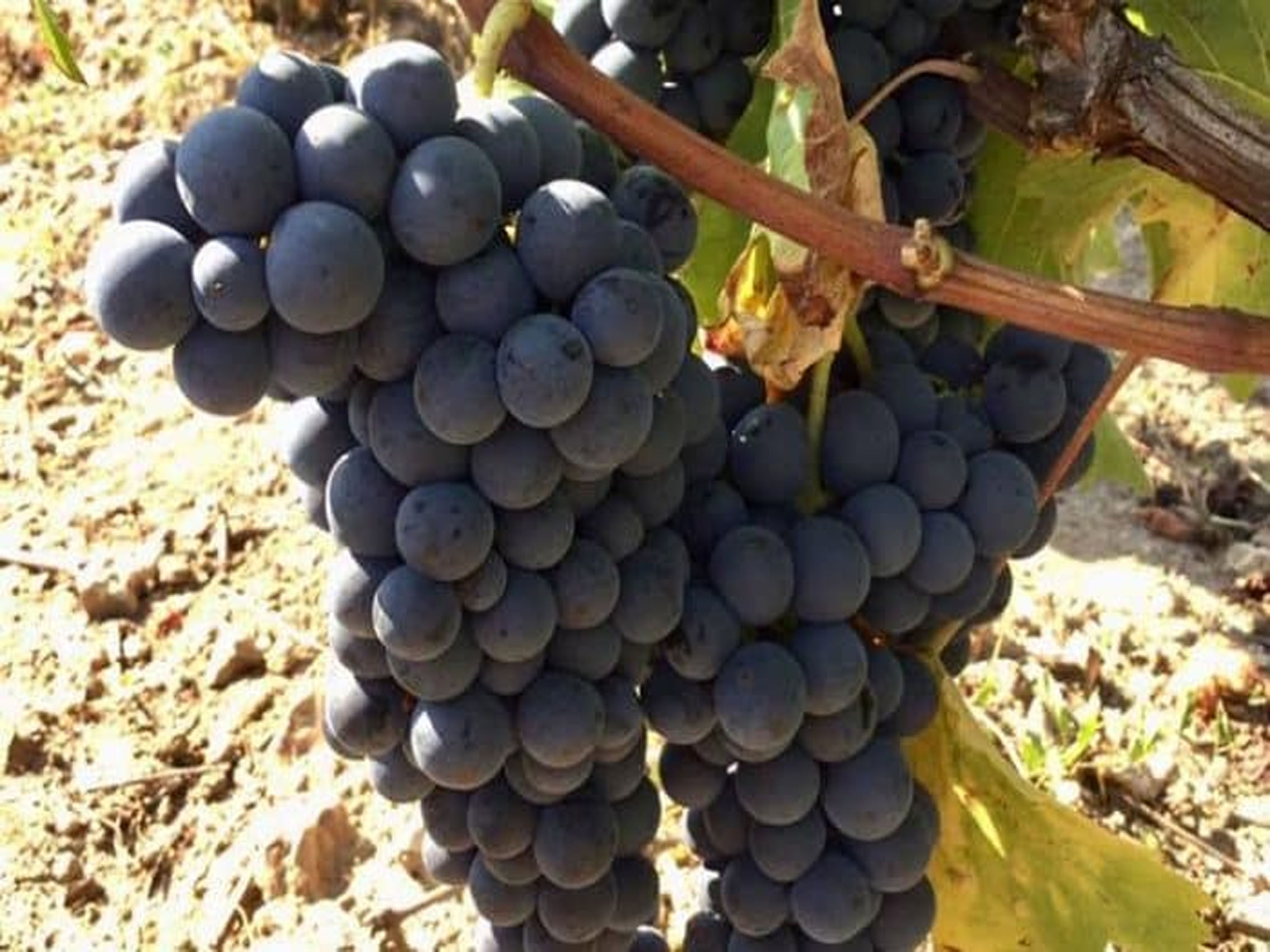 rượu vang domaine faiveley echezeaux en orveaux grand cru 2017