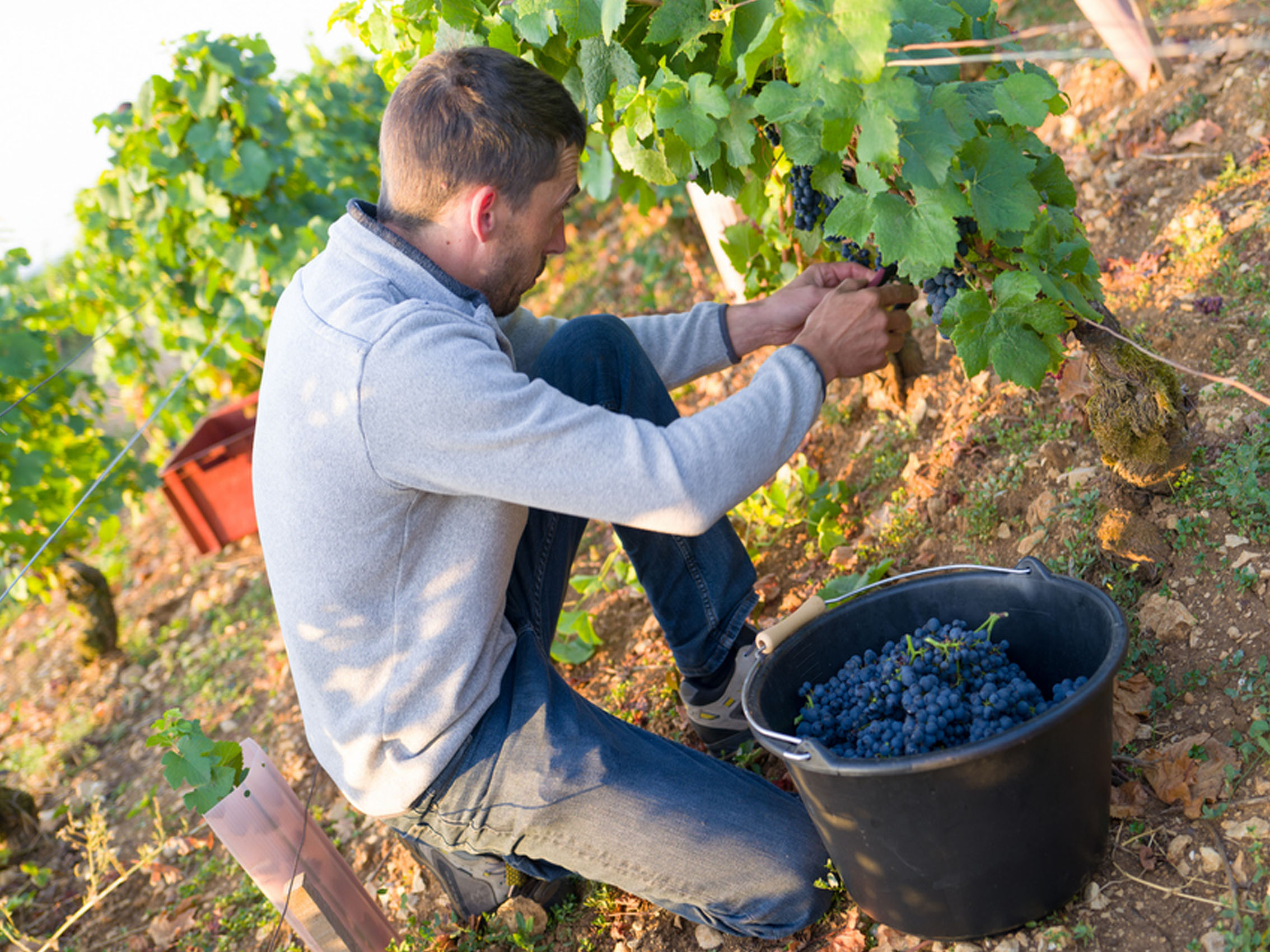 rượu vang domaine faiveley gevrey chambertin premier cru clos des issarts monopole