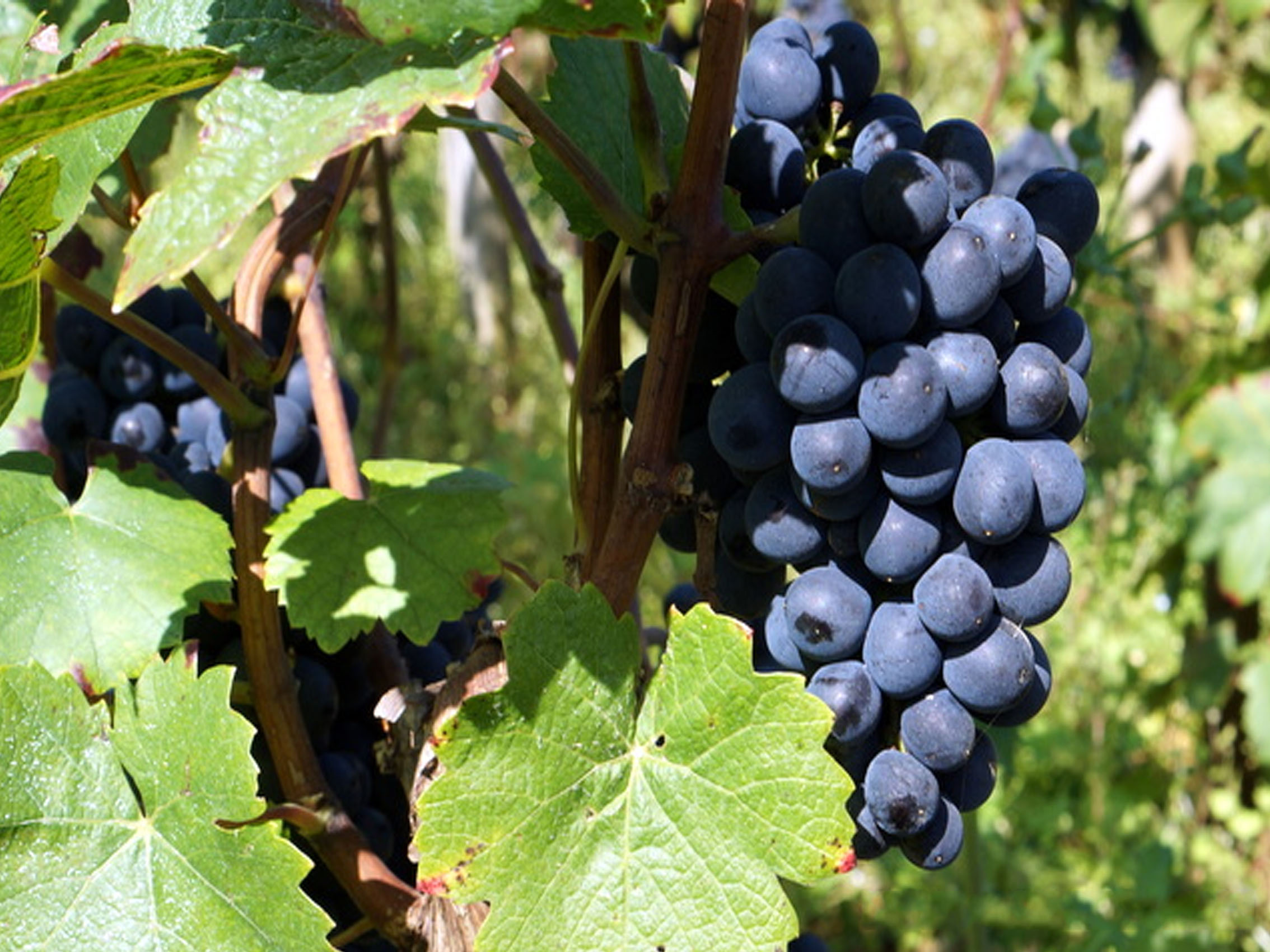 rượu vang domaine faiveley gevrey chambertin premier cru la combe aux moines