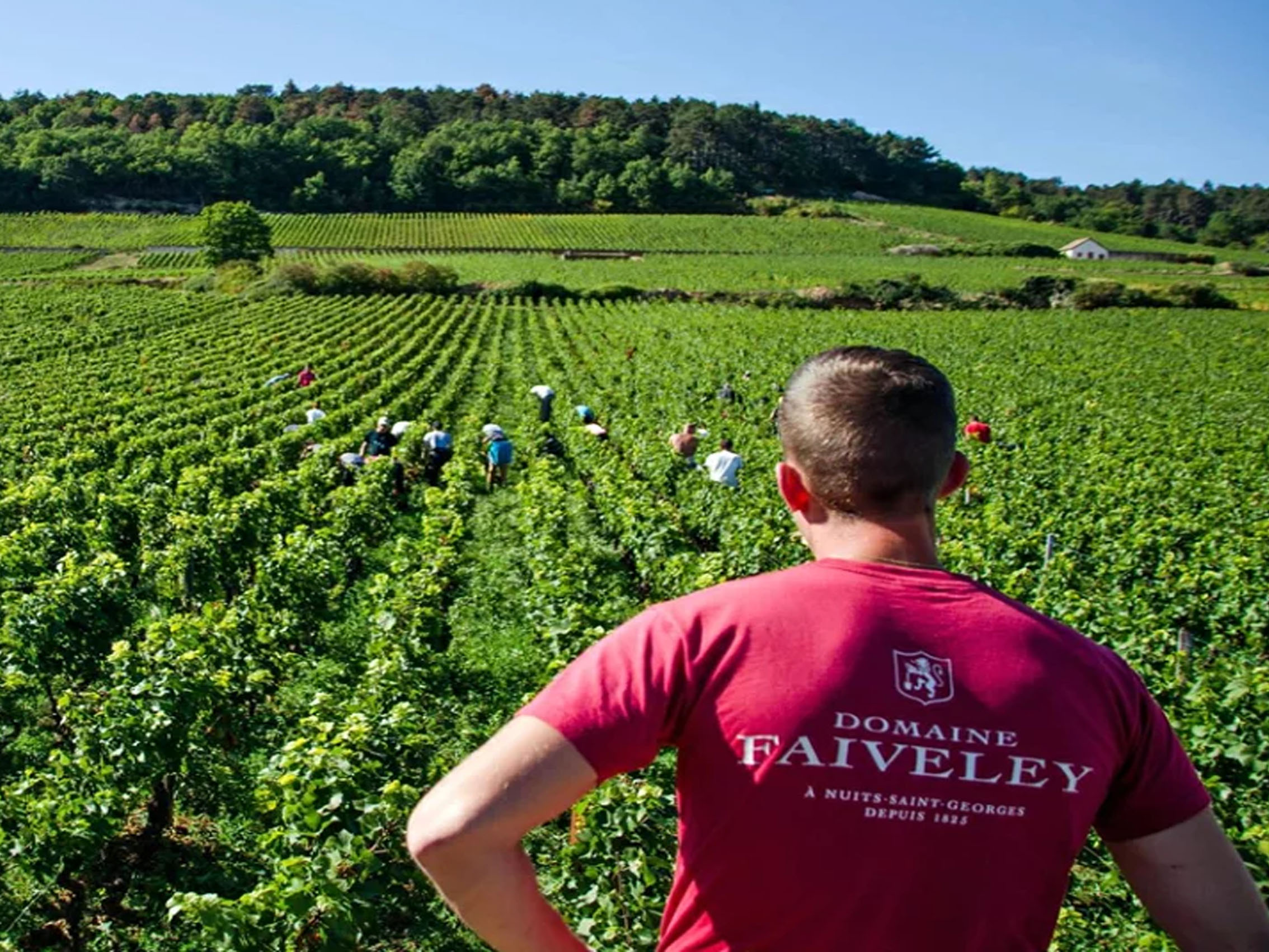 rượu vang domaine faiveley gevrey chambertin premier cru la lavaux st jacques