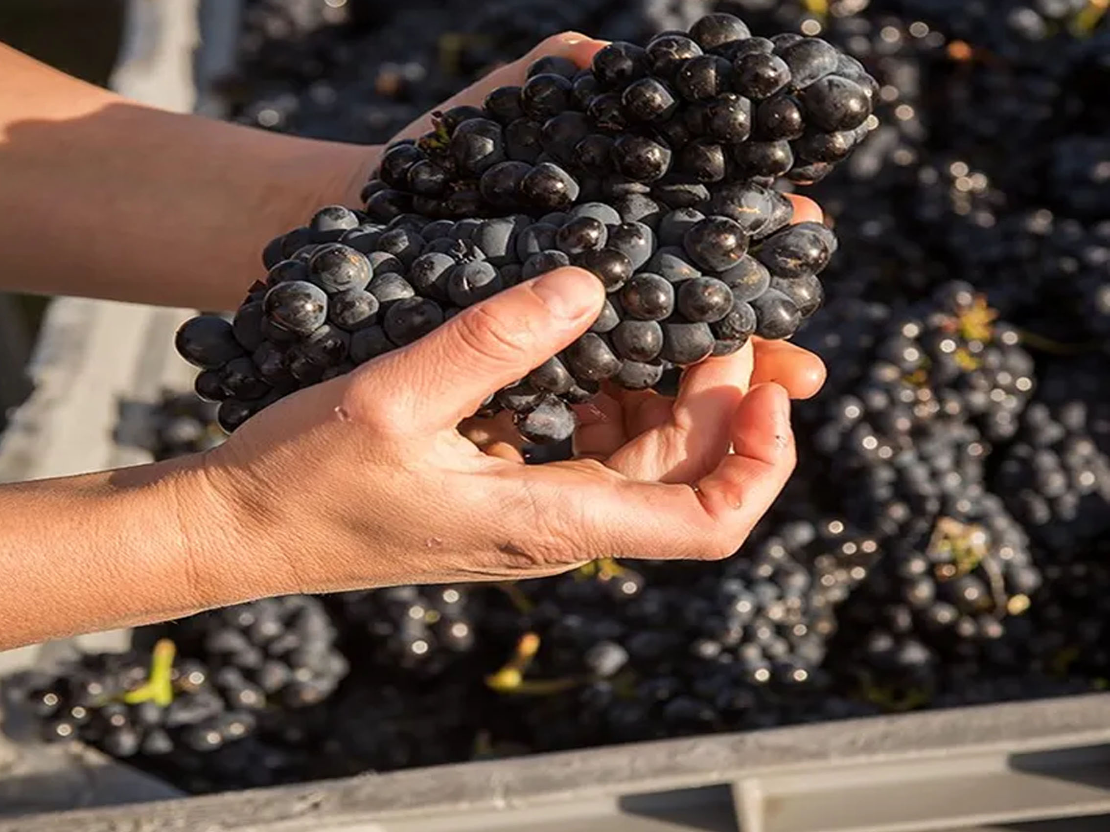 rượu vang domaine faiveley gevrey chambertin premier cru la lavaux st jacques