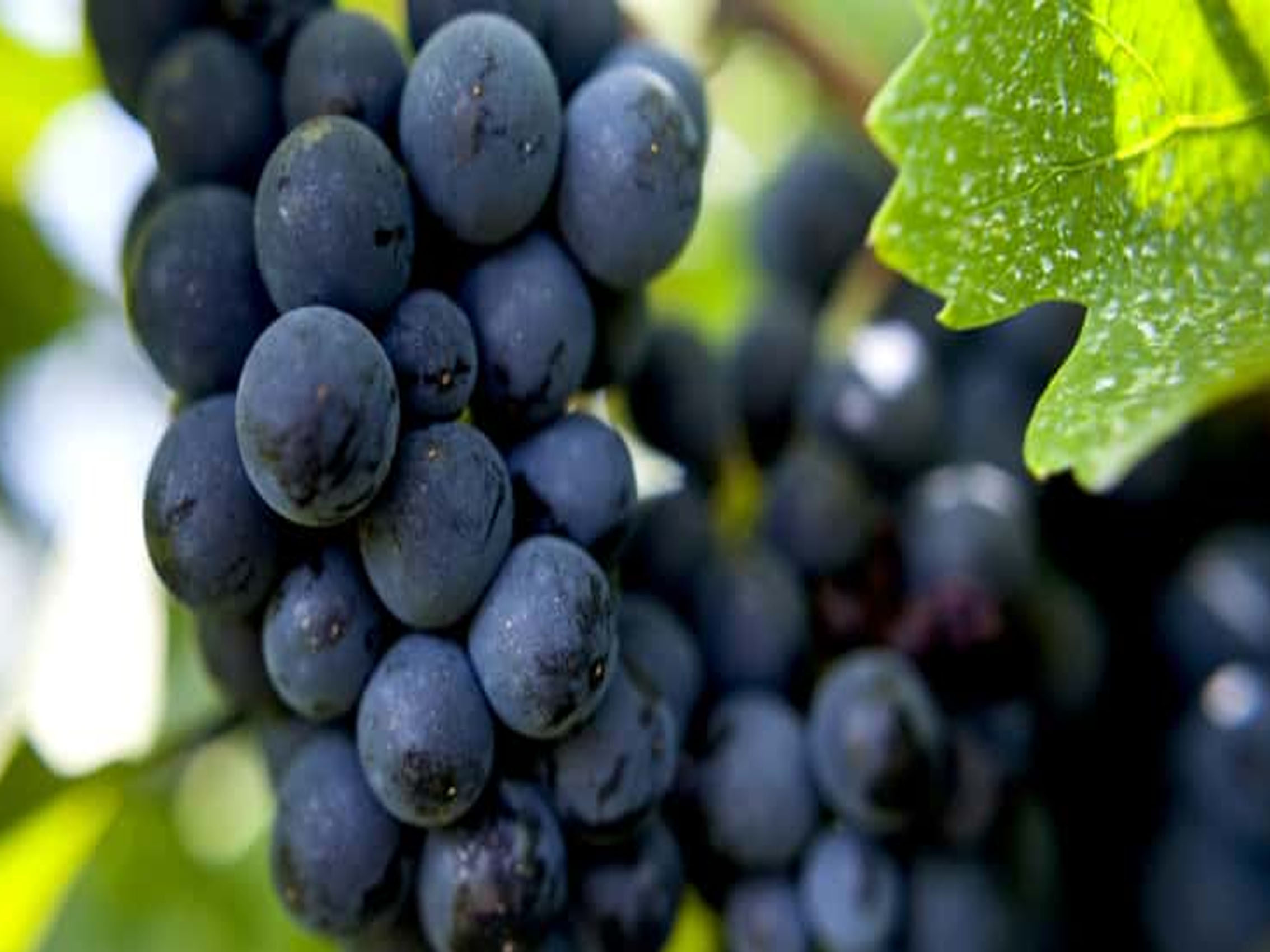 rượu vang domaine faiveley gevrey chambertin premier cru les cazetiers 2013