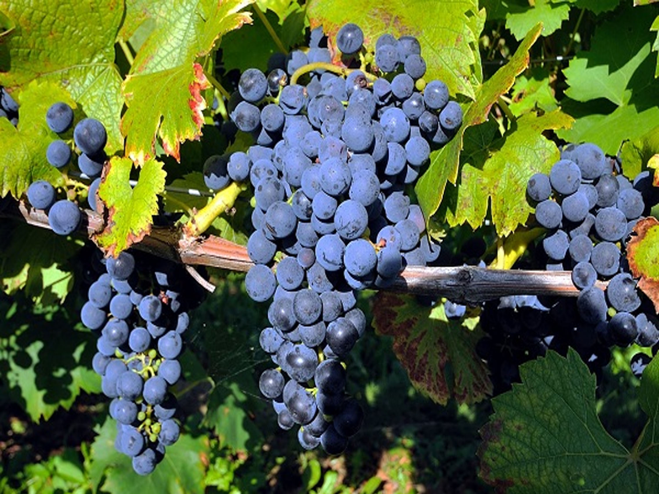 rượu vang domaine faiveley gevrey chambertin premier cru les cazetiers