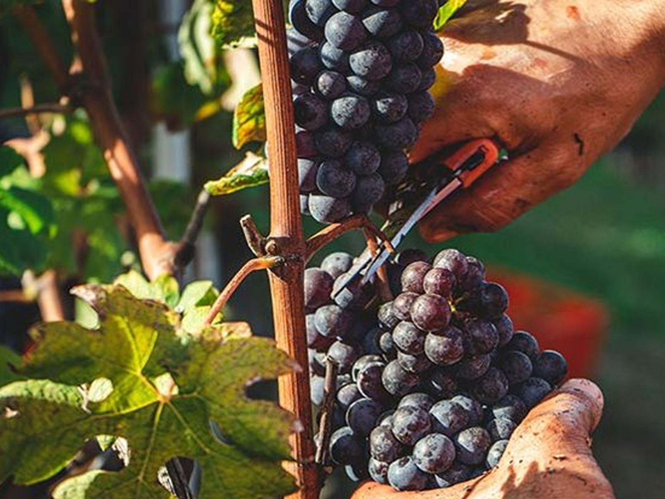 rượu vang domaine faiveley gevrey chambertin premier cru petite chapelle