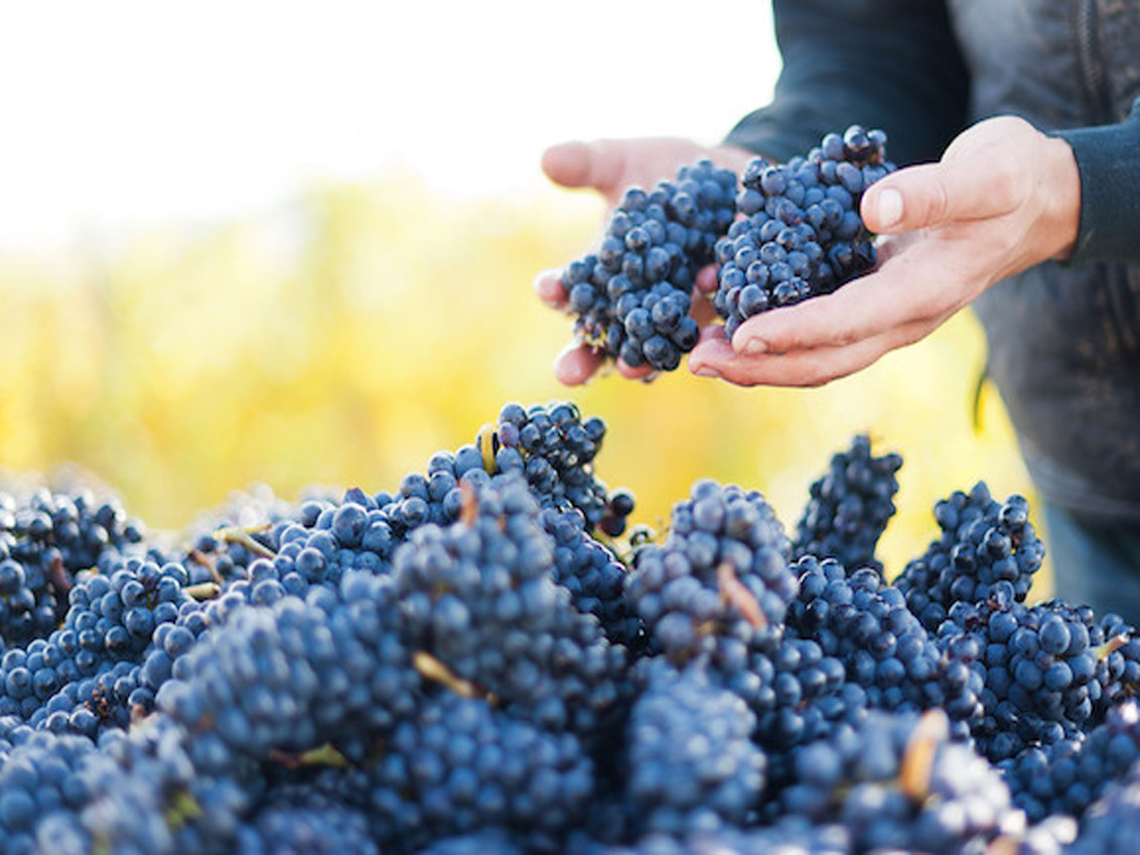 rượu vang domaine faiveley gevrey - chambertin vieilles vignes 2018