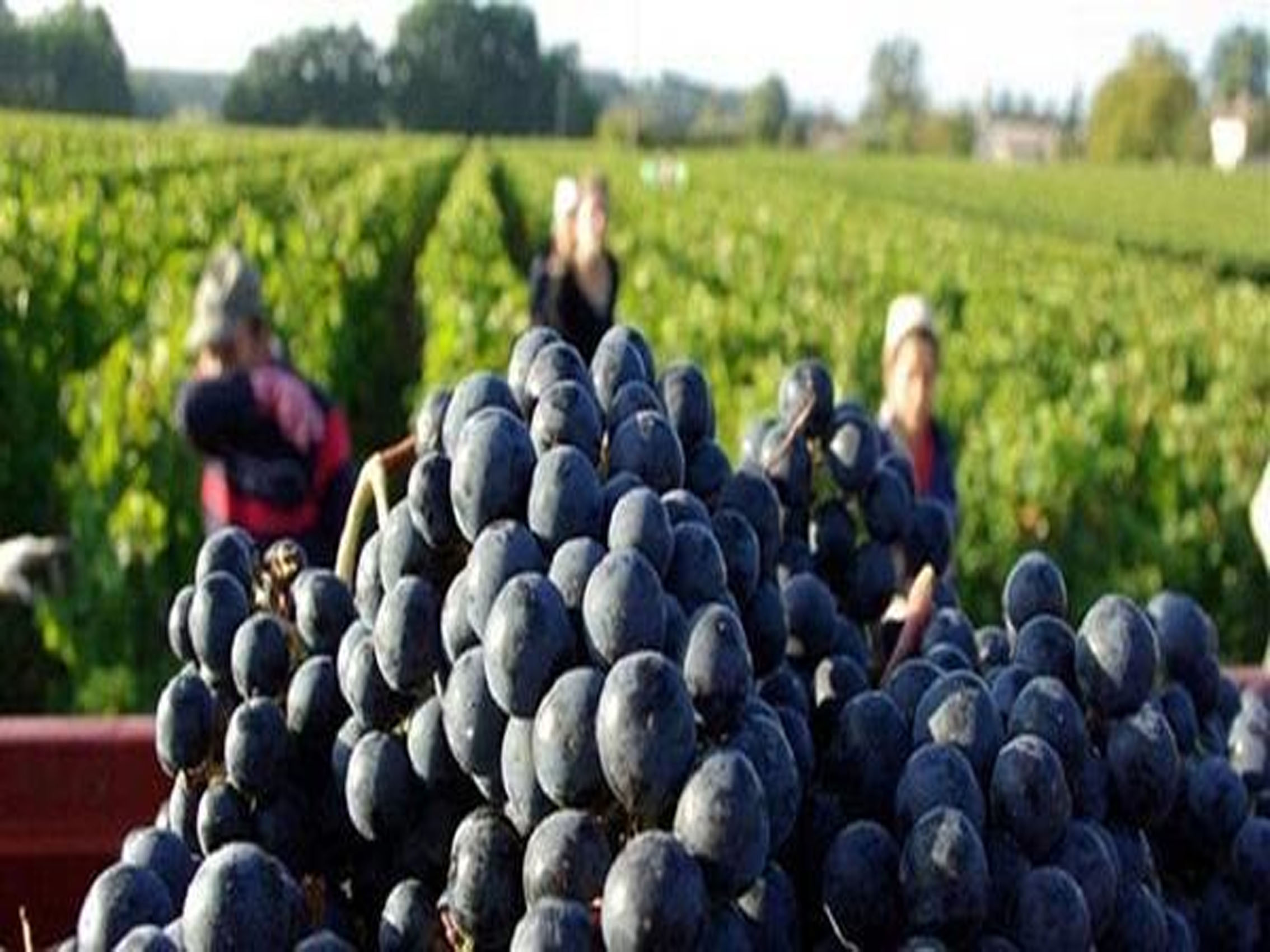 rượu vang domaine faiveley gevrey - chambertin vieilles vignes 2019