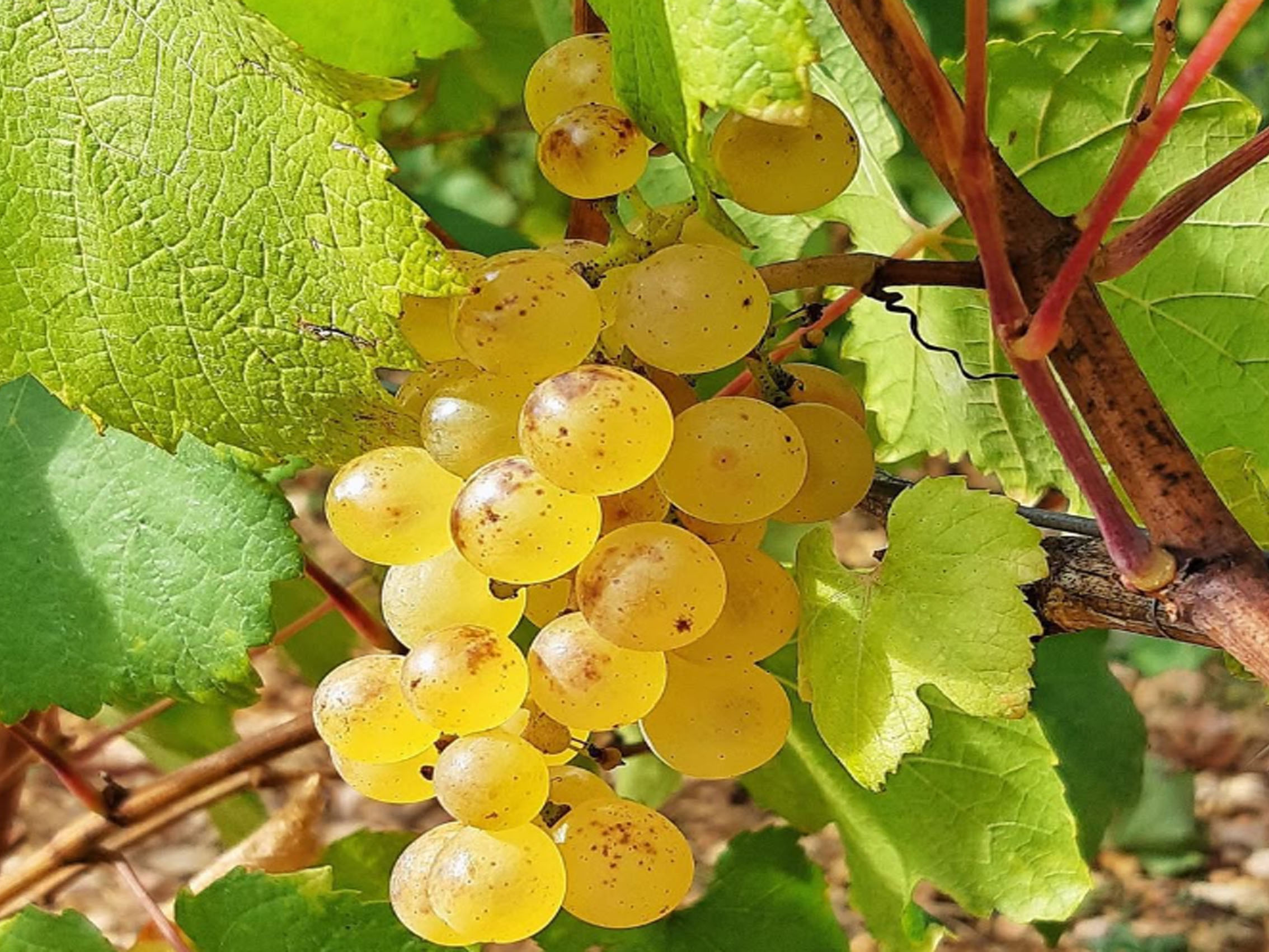 rượu vang domaine faiveley ladoix les marnes blanches