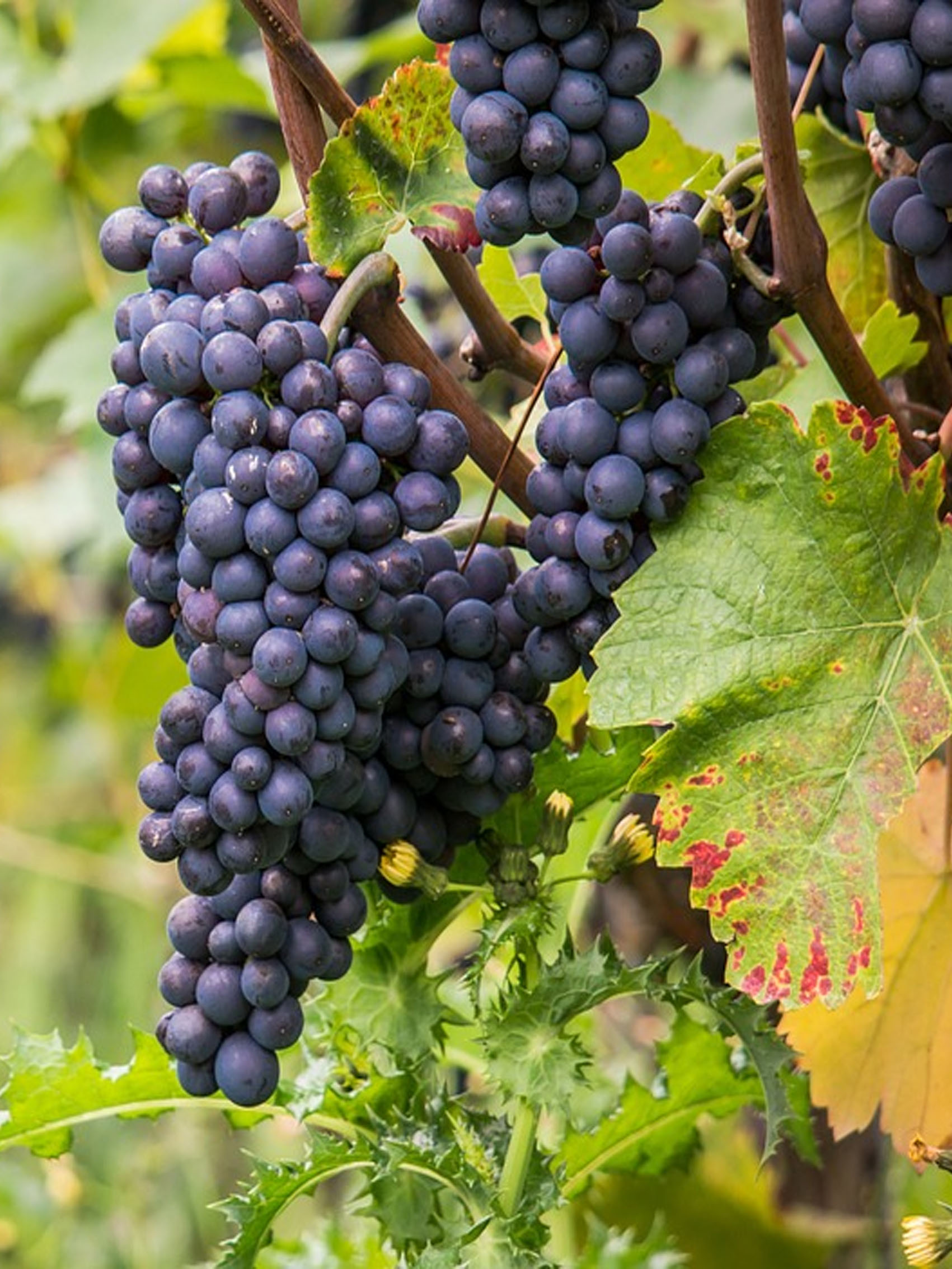 rượu vang domaine faiveley latricières-chambertin grand cru 2003