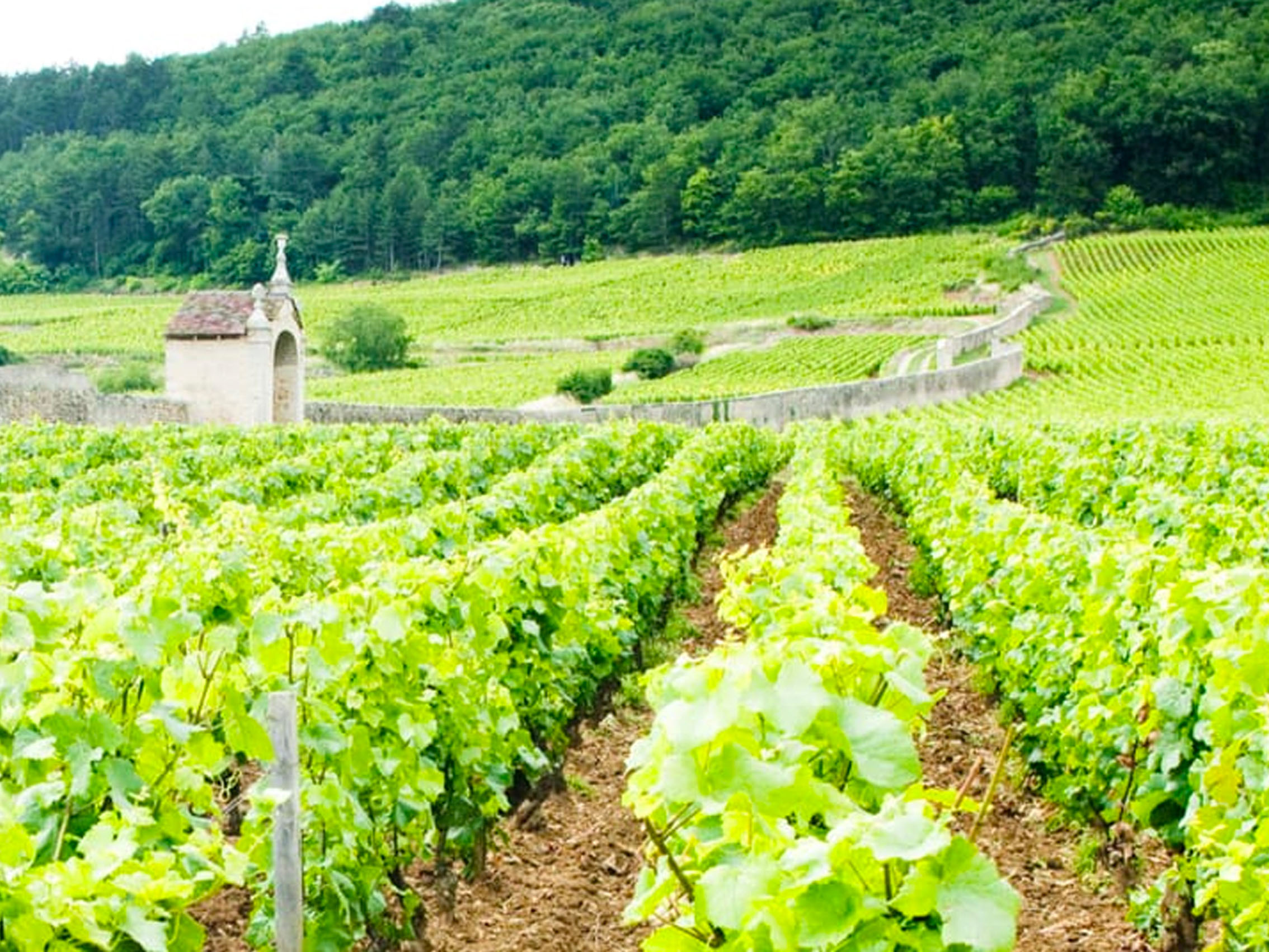 rượu vang domaine faiveley latricières-chambertin grand cru 2013