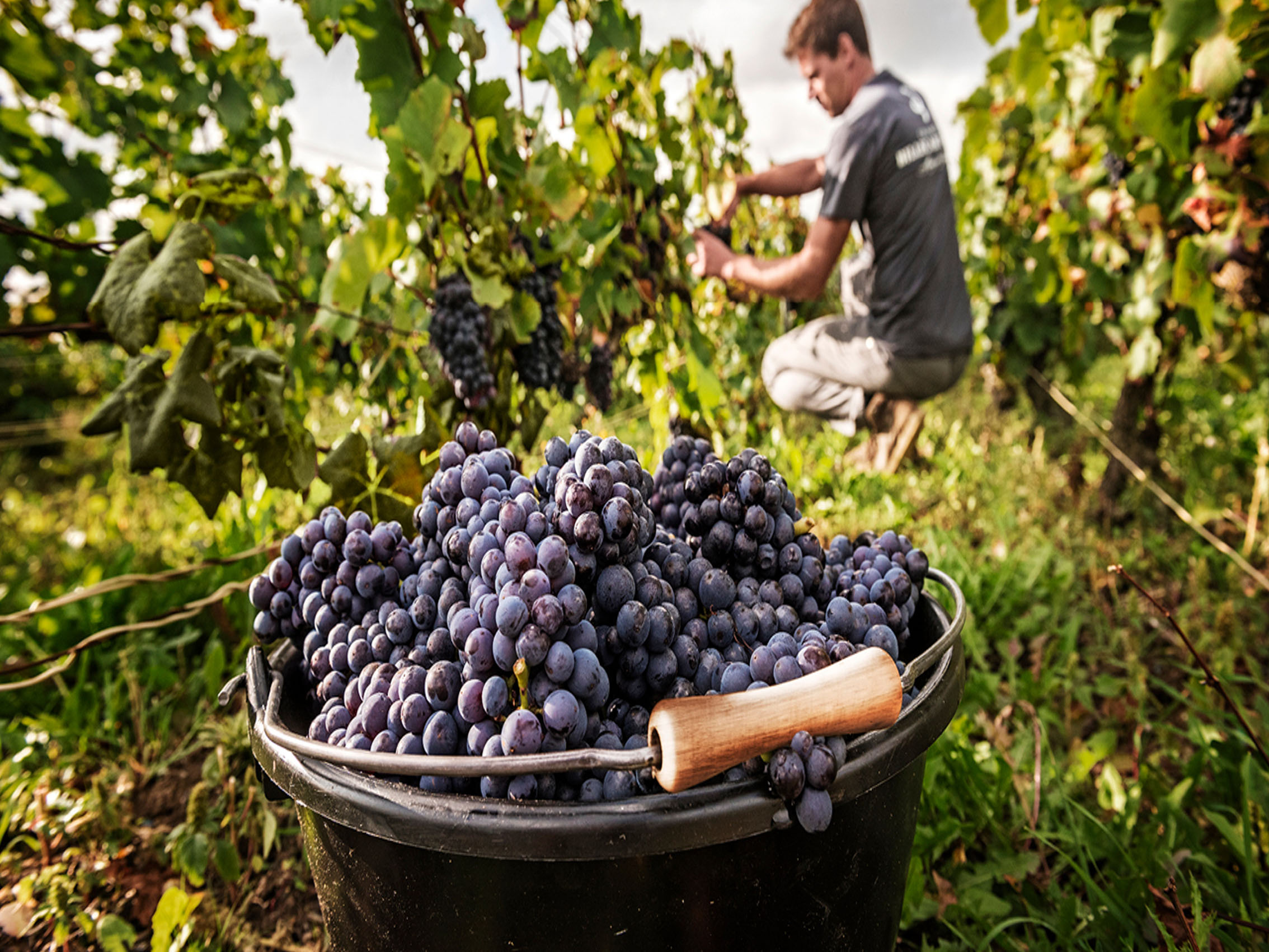 rượu vang domaine faiveley latricières-chambertin grand cru 2013