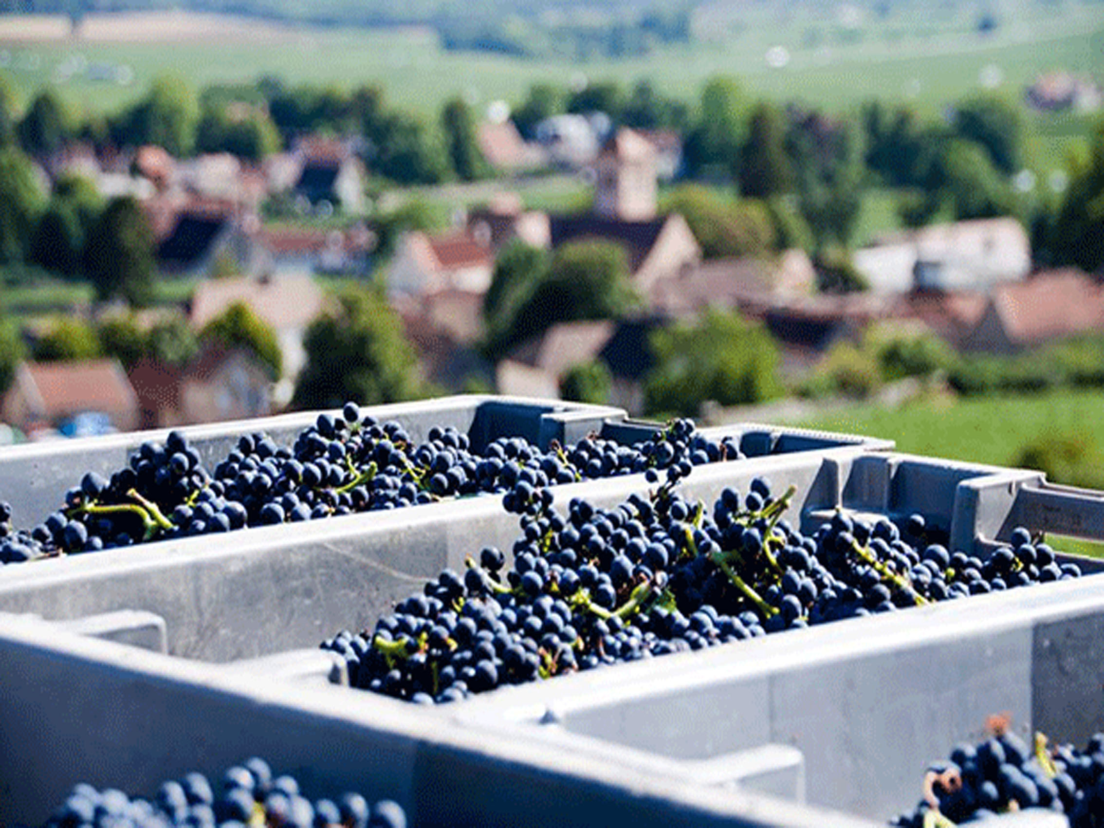 rượu vang domaine faiveley les saint georges nuits saint georges premier cru