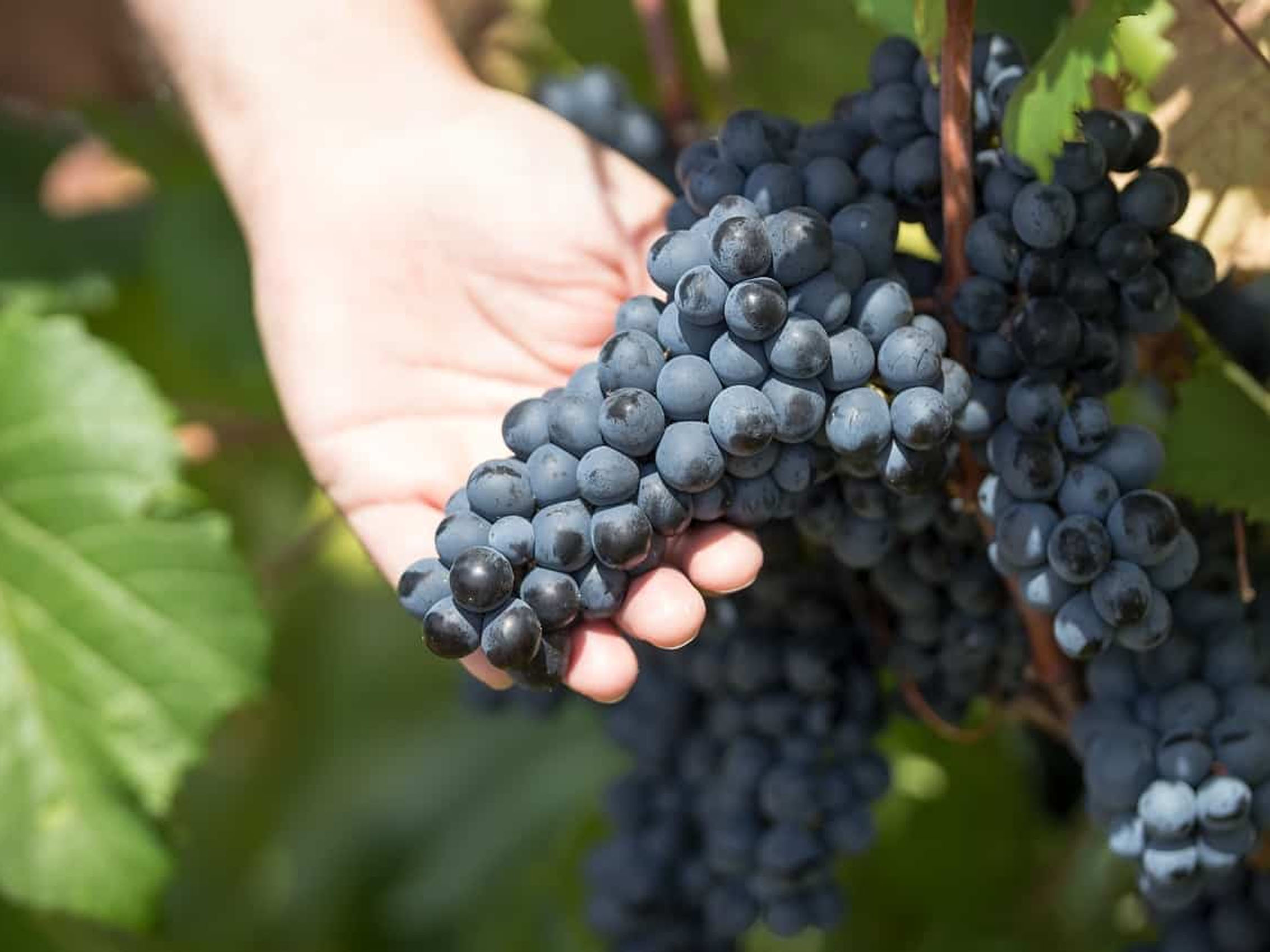 rượu vang domaine faiveley mazis-chambertin grand cru 2003