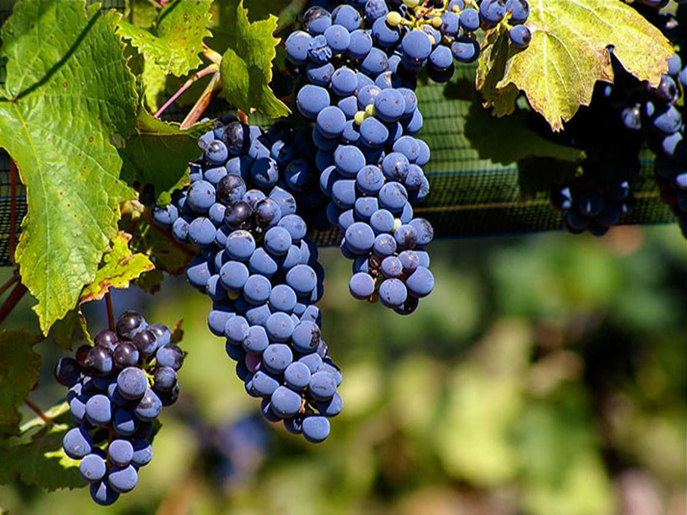 rượu vang domaine faiveley mazis-chambertin grand cru 2013